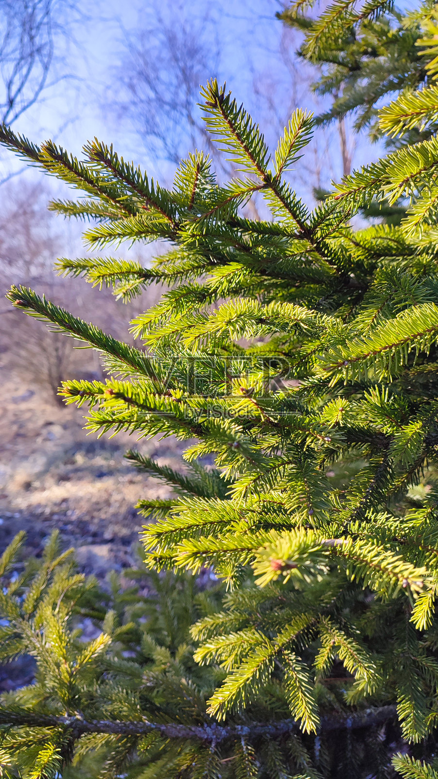 冷杉树枝。蓬松的松树枝特写。绿色云杉。天然针叶背景纹理。照片摄影图片