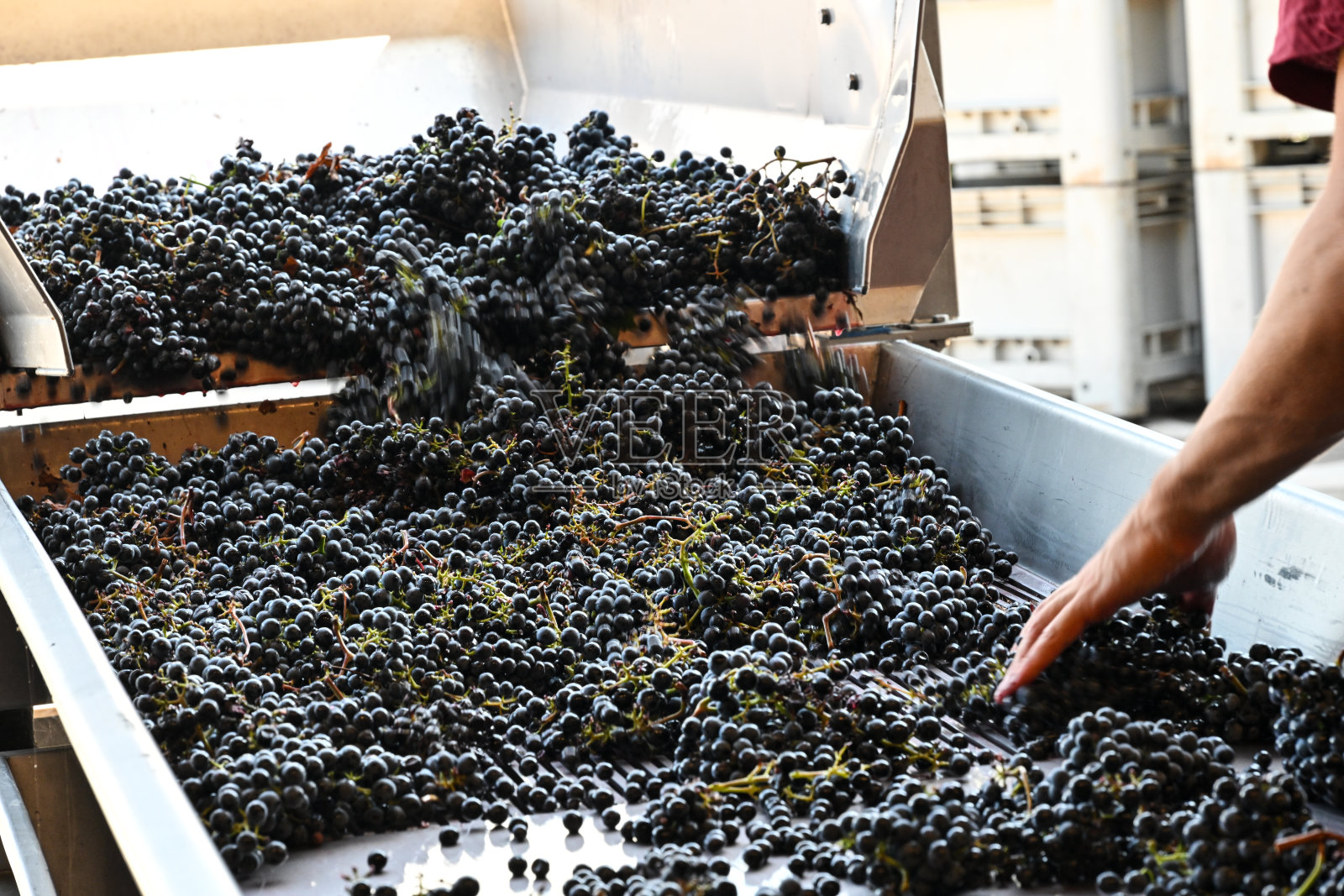 位于托斯卡纳的博尔盖里赤霞珠葡萄和葡萄园，出产超级托斯卡纳葡萄酒西施佳酿和奥纳亚照片摄影图片