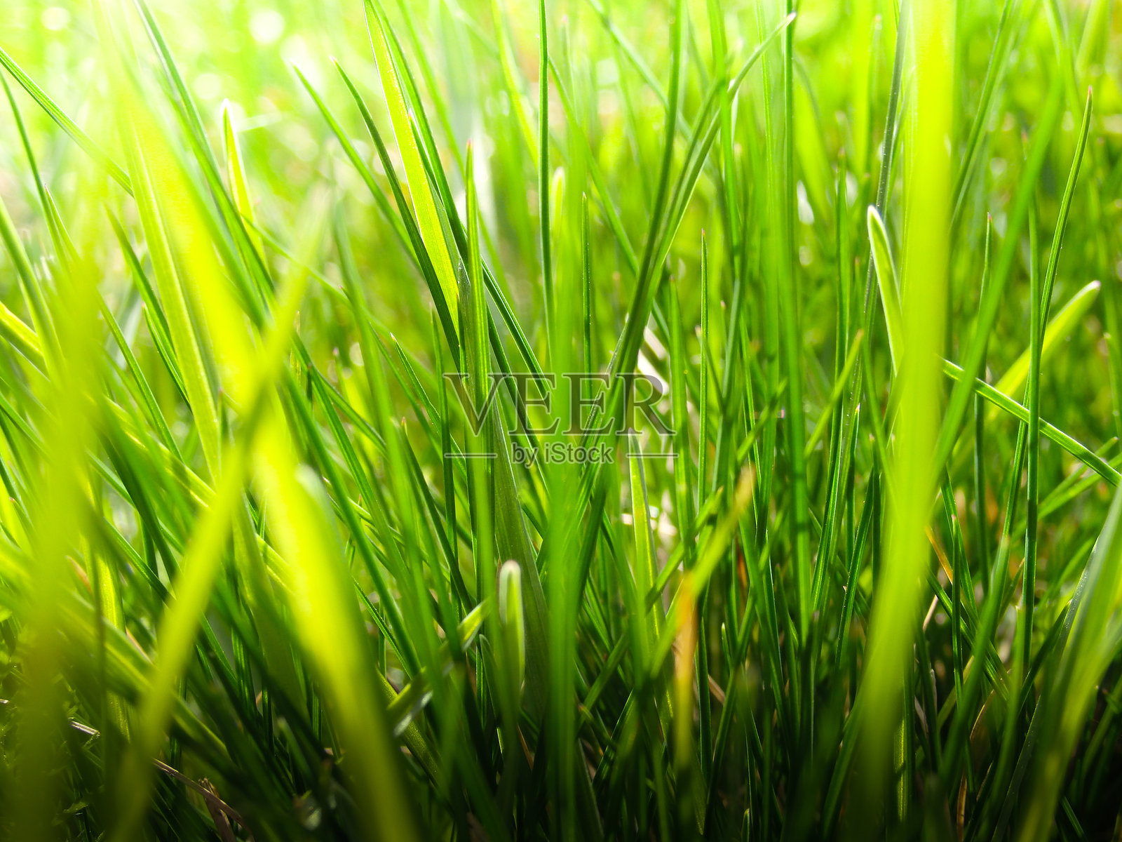 阳光明媚的夏日，新鲜的绿草背景。失焦的绿色自然背景。特写微距。照片摄影图片