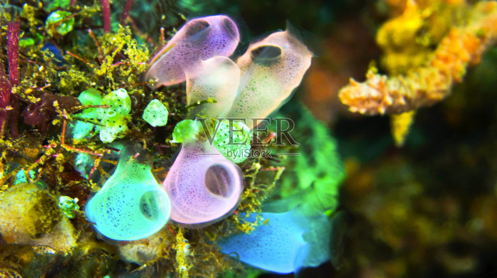 海鞘，被囊动物，粗糙海鞘，造礁珊瑚，珊瑚礁，兰贝，北苏拉威西，印度尼西亚照片摄影图片