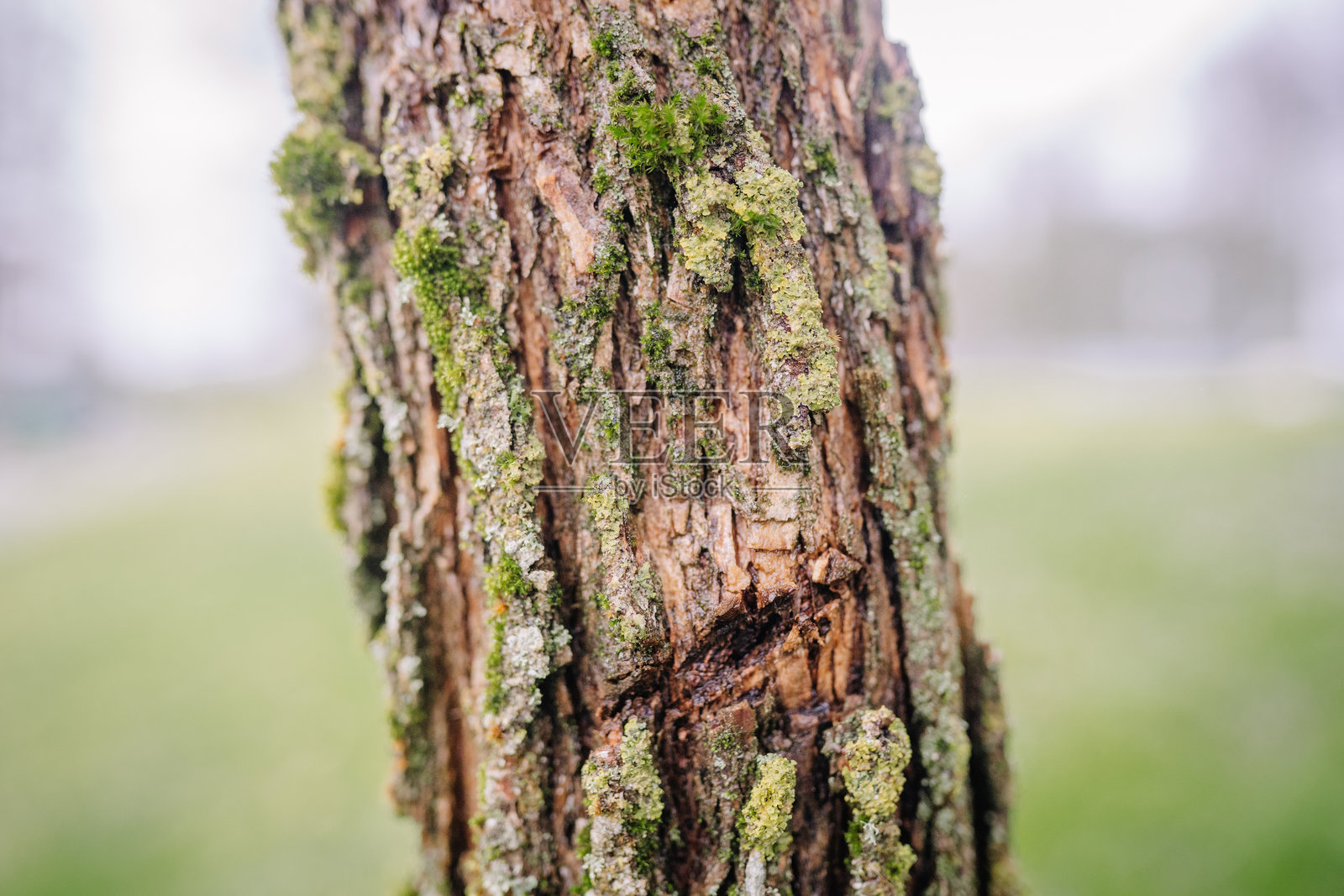 特写镜头，展示布满鲜艳绿苔的粗糙树干，细节纹理清晰，在宁静的户外环境中呈现出自然的纯粹之美，背景虚化。照片摄影图片