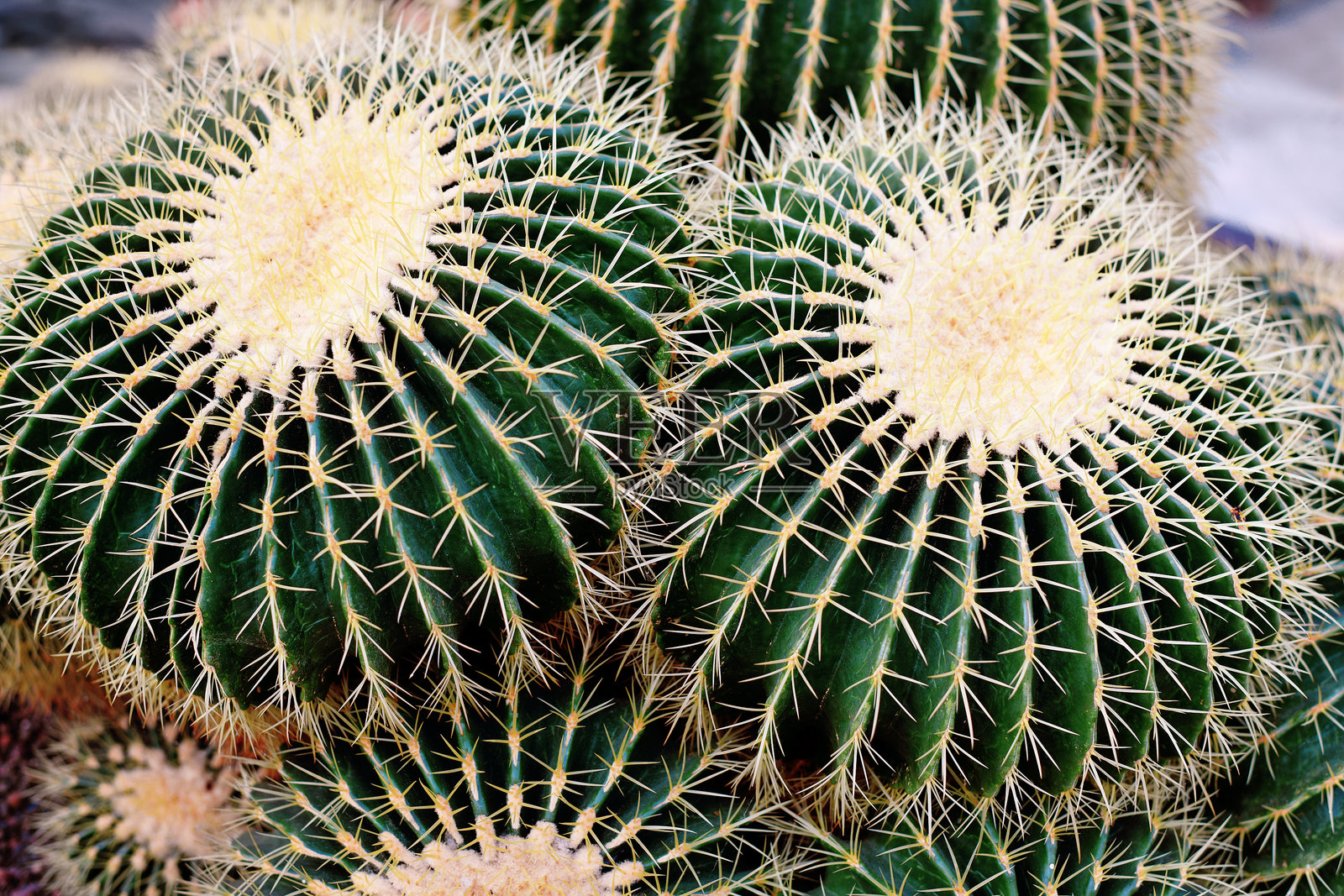 大型金琥（Echinocactus Platyacanthus）巨型桶形仙人掌照片摄影图片