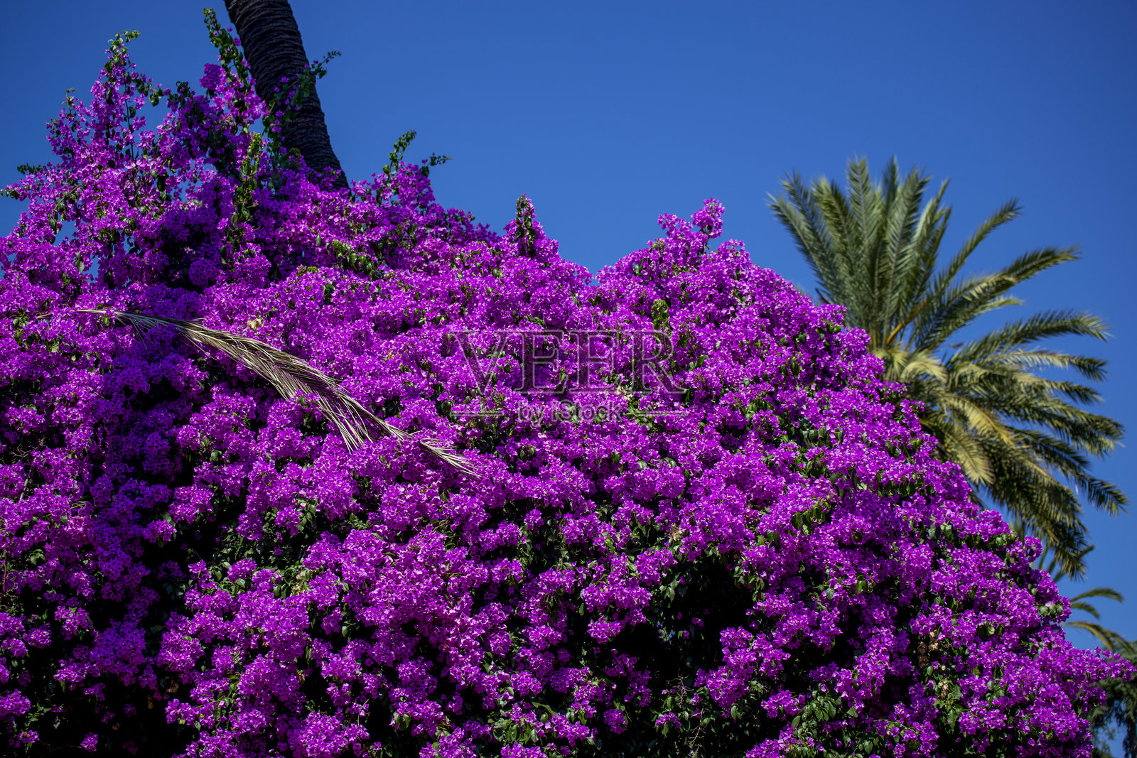 九重葛照片摄影图片