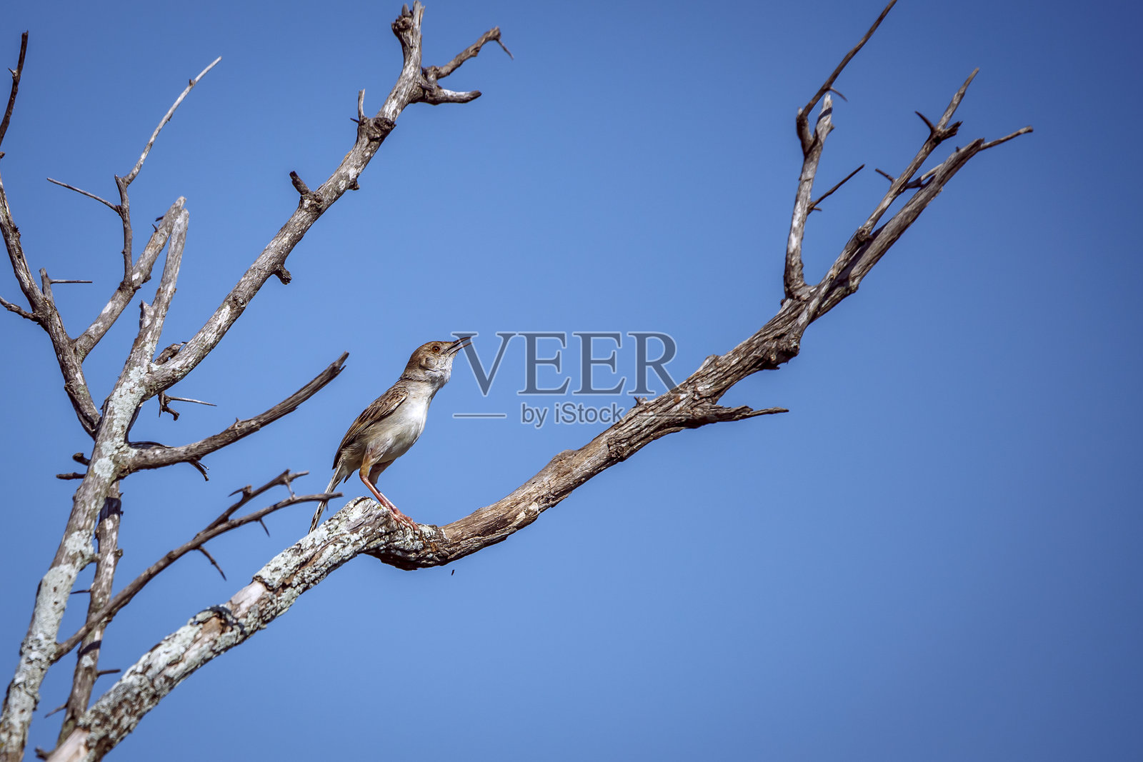 南非大克鲁格国家公园的喧闹啸鹟照片摄影图片