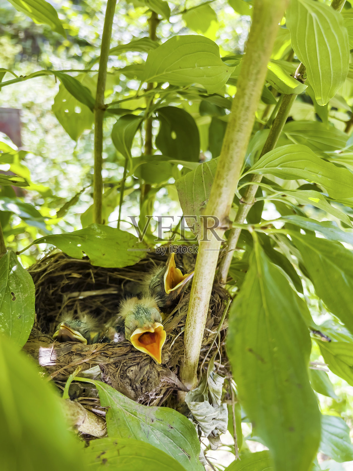 巢穴里张着嘴的雏鸟照片摄影图片