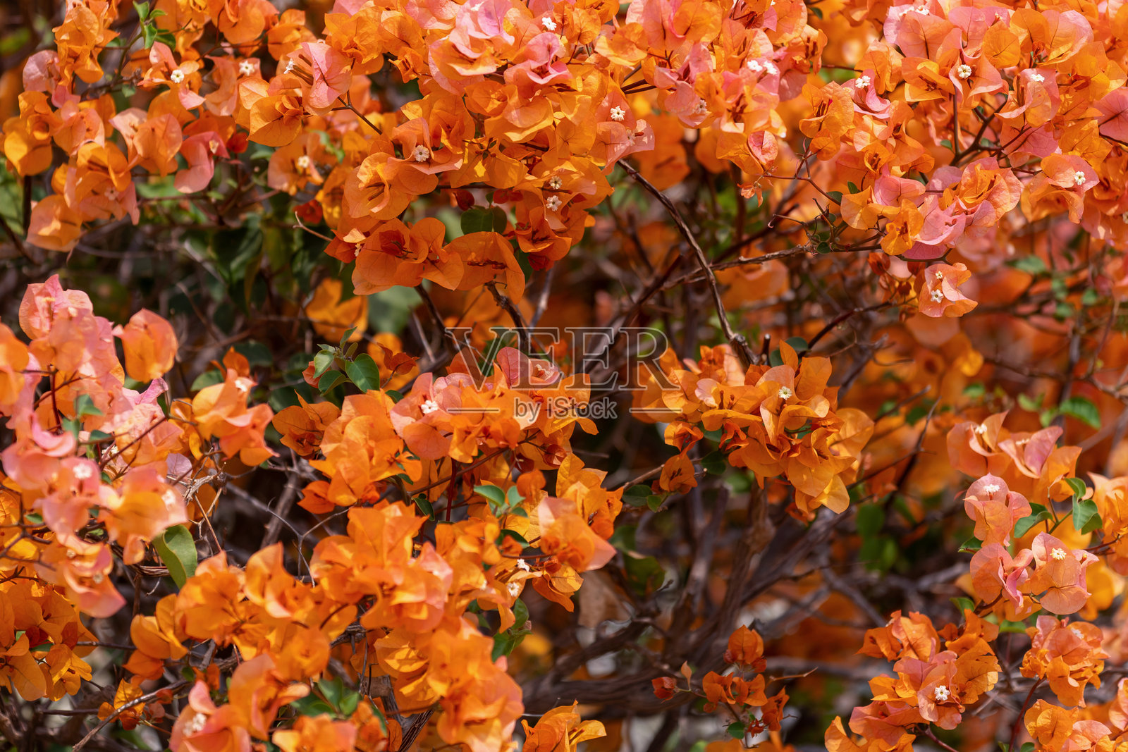 三角梅照片摄影图片