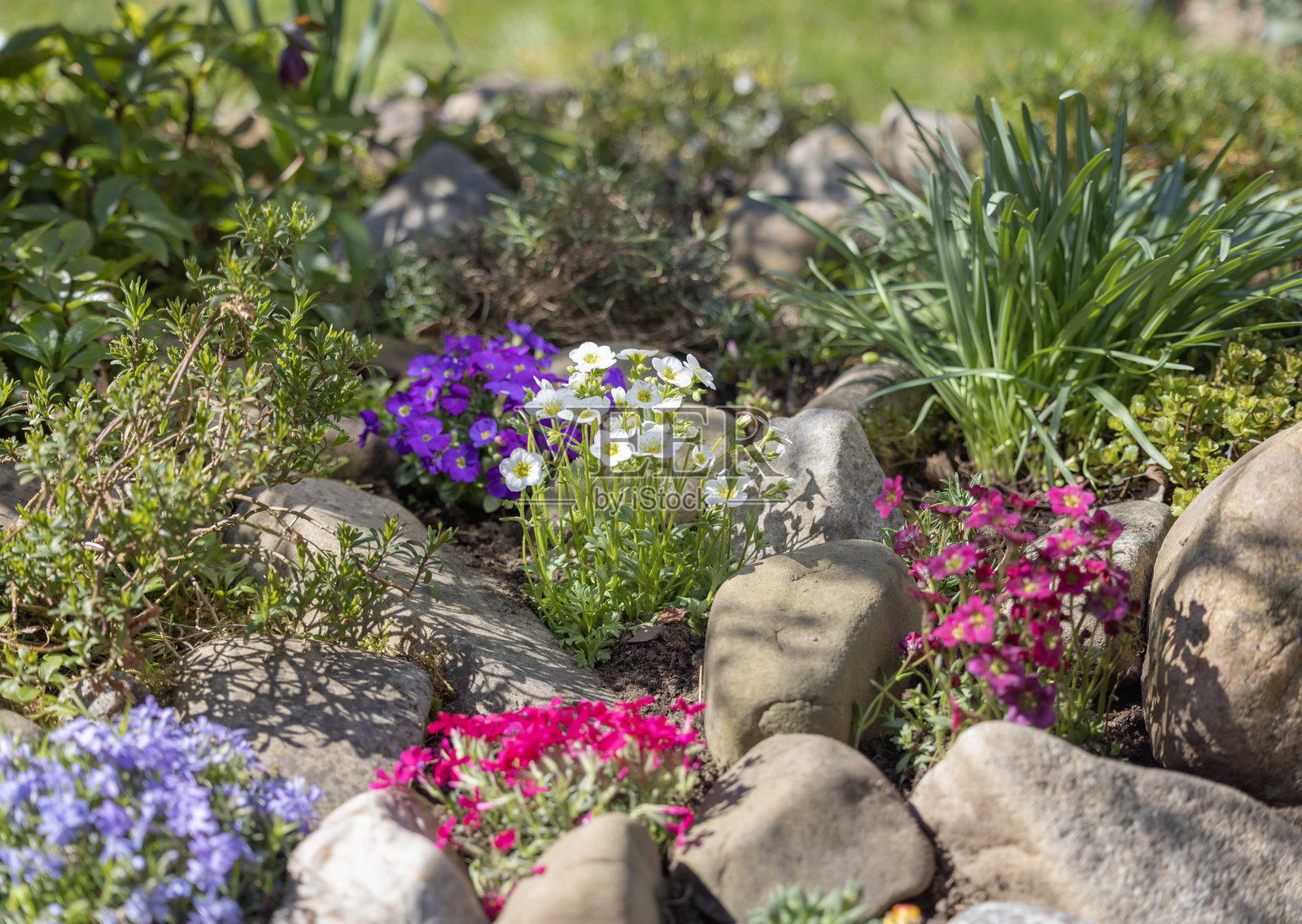 美丽的春季岩石花园，由石头和各种色彩缤纷的盛开的花朵组成照片摄影图片