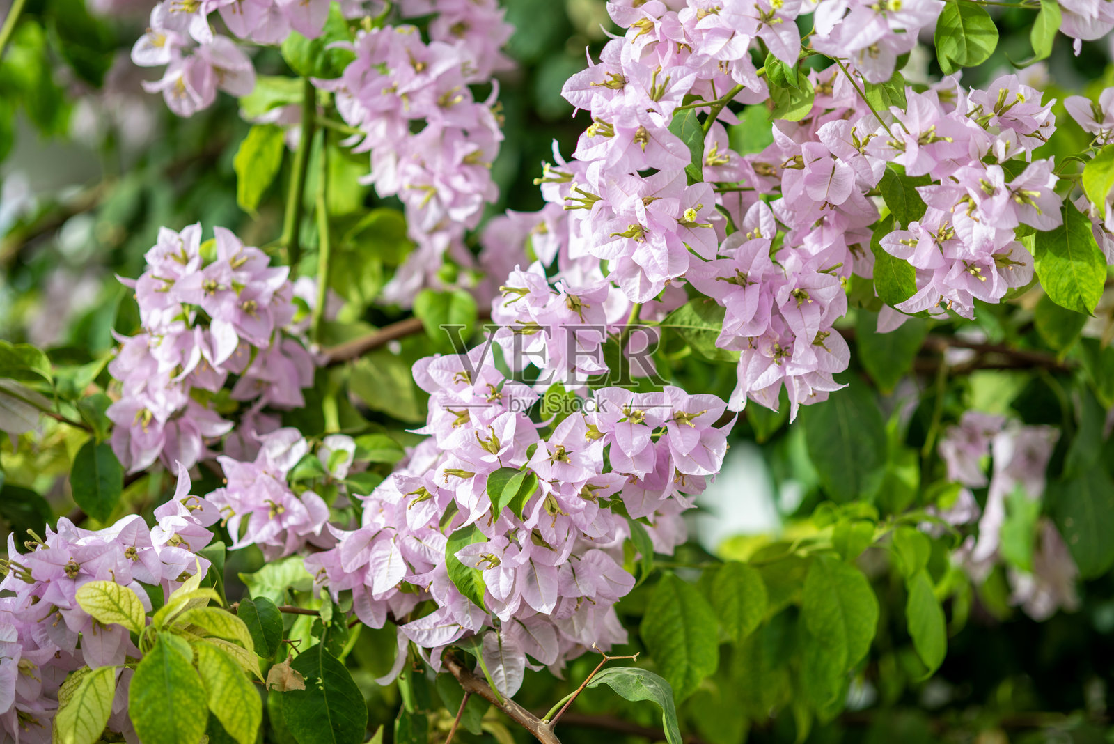 三角梅照片摄影图片