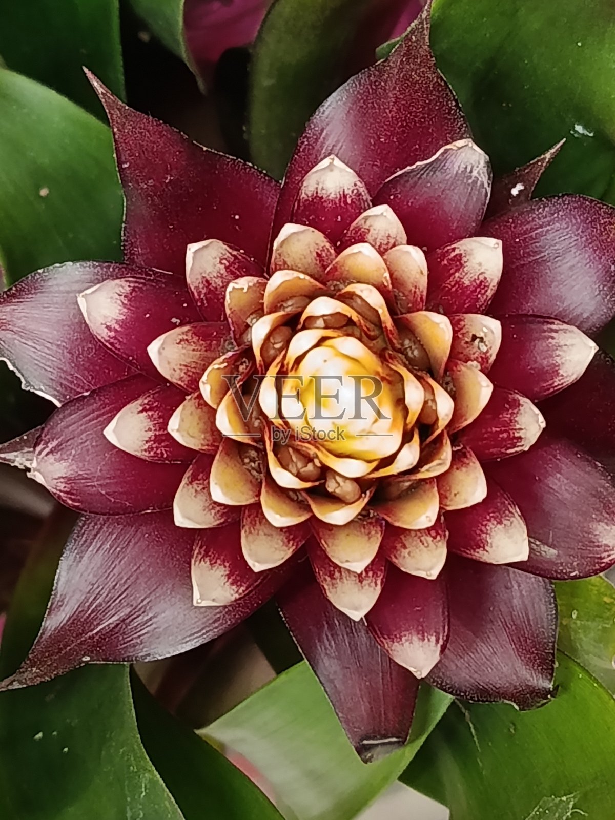 秋天是金色的。树叶已经落下。天气凉爽。照片摄影图片