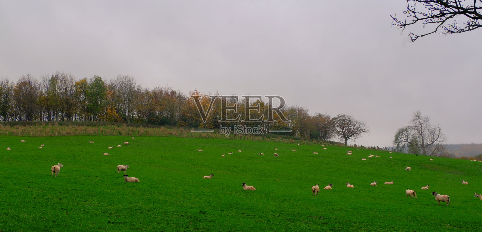 羊在薄雾笼罩的秋季山坡上吃草照片摄影图片