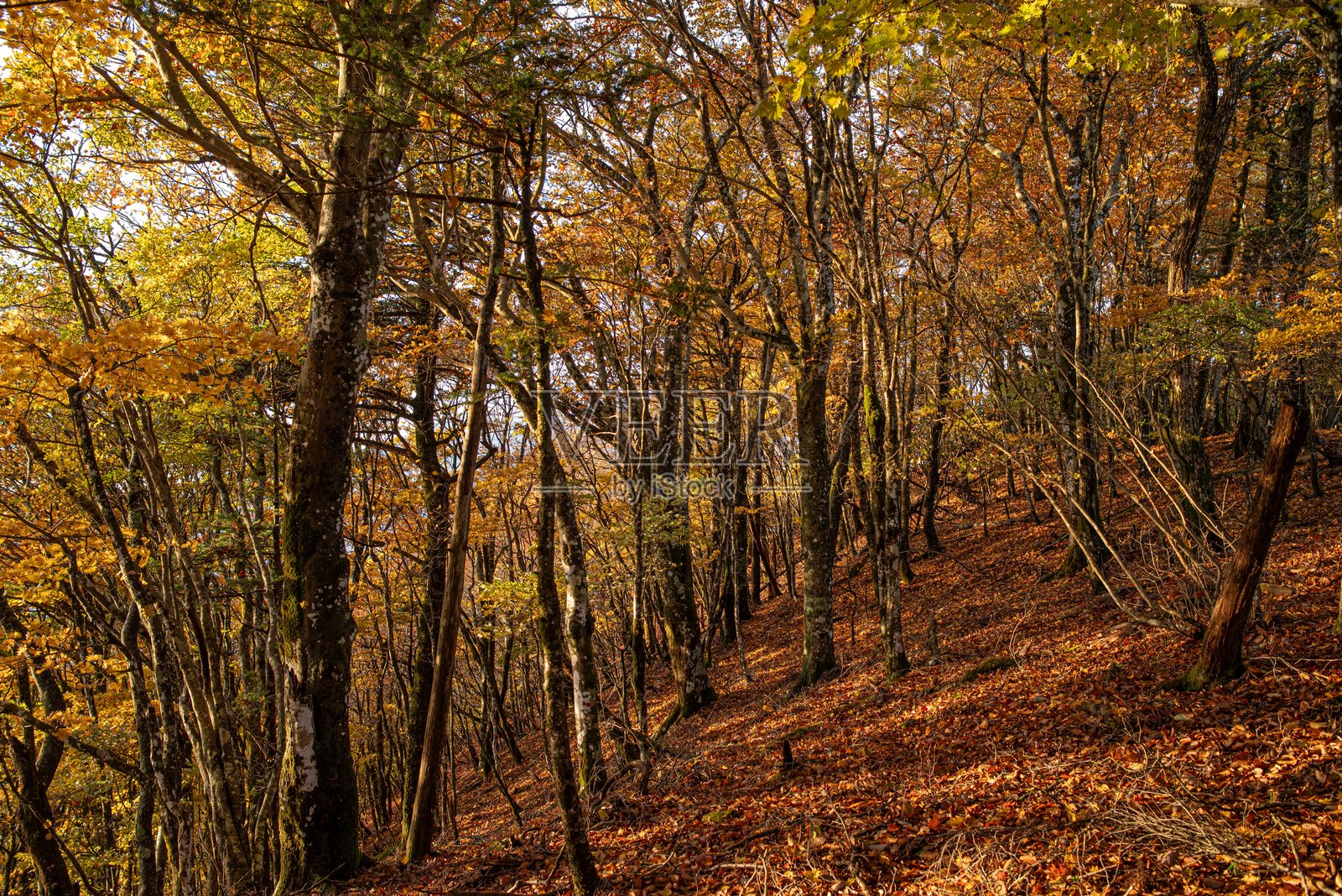 漫步在美丽的秋季森林中照片摄影图片