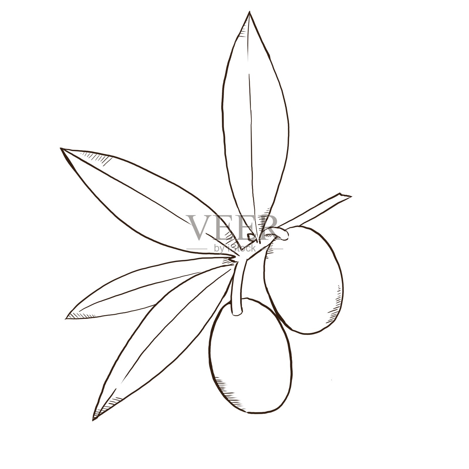 简约橄榄钢笔画风格插画插画图片素材