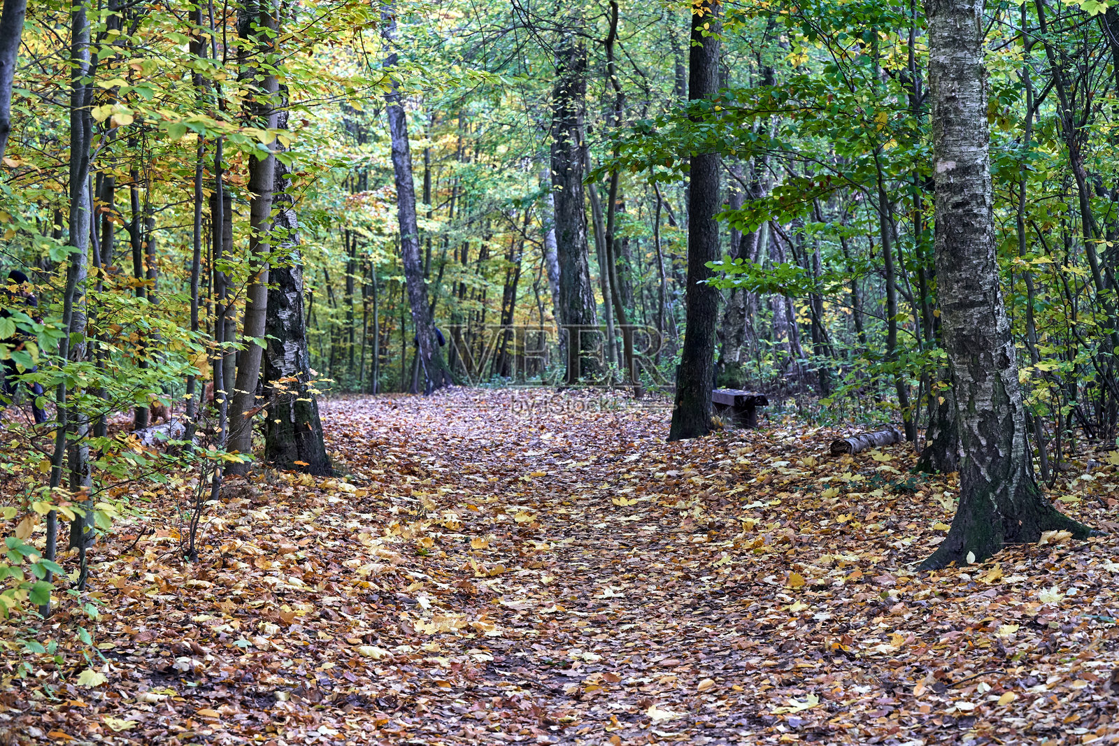 阳光明媚的秋日，一条铺满落叶的道路穿过茂密的森林照片摄影图片