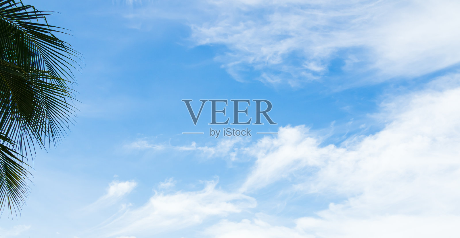 蓝天与棕榈叶照片摄影图片