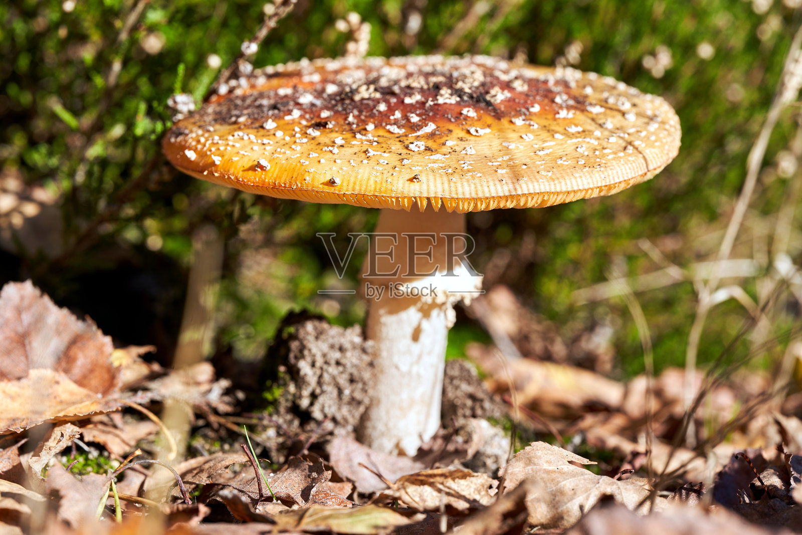 秋季成熟的蘑菇盖特写照片摄影图片