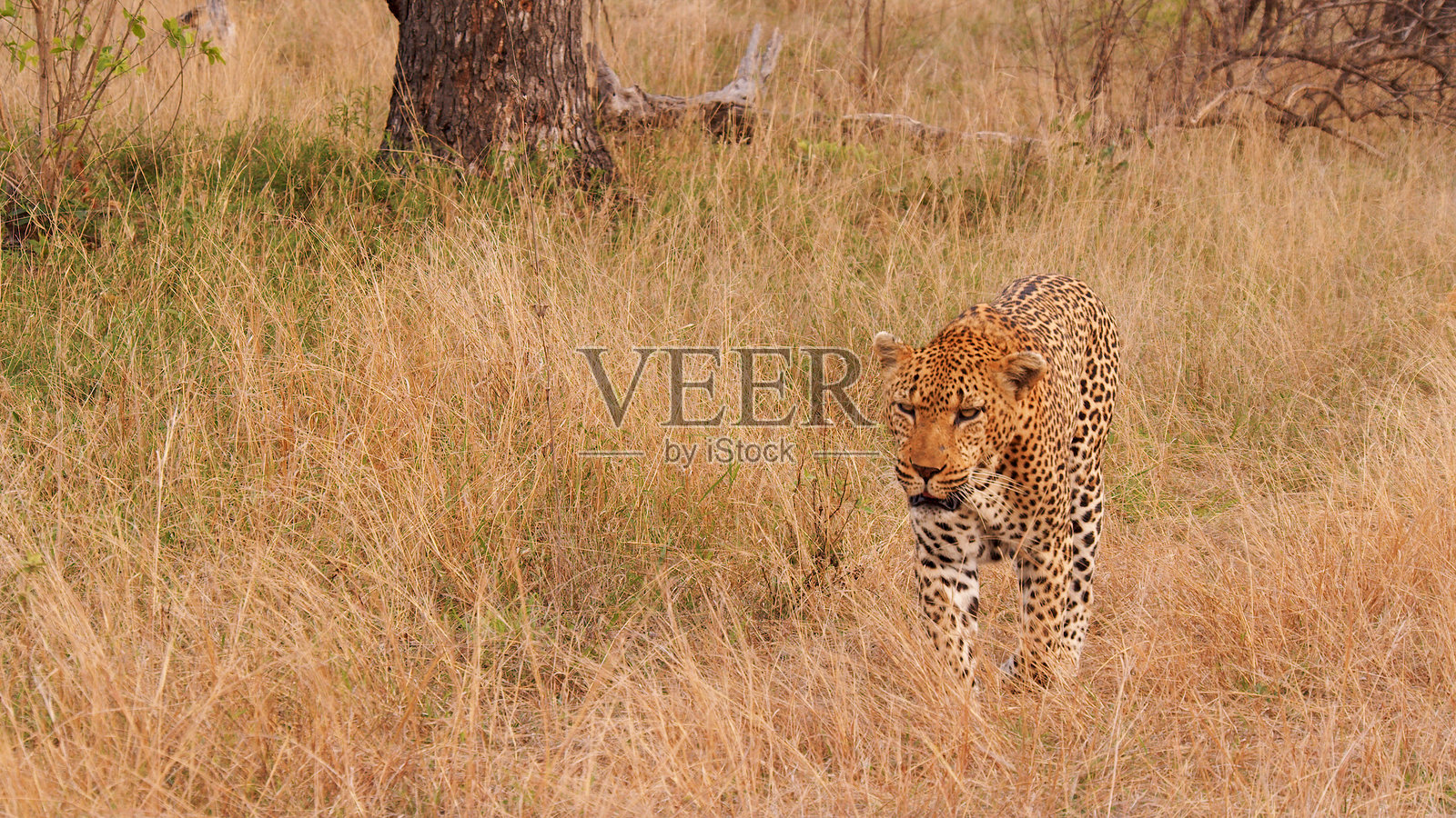 豹子悠闲地穿过高高的草丛照片摄影图片