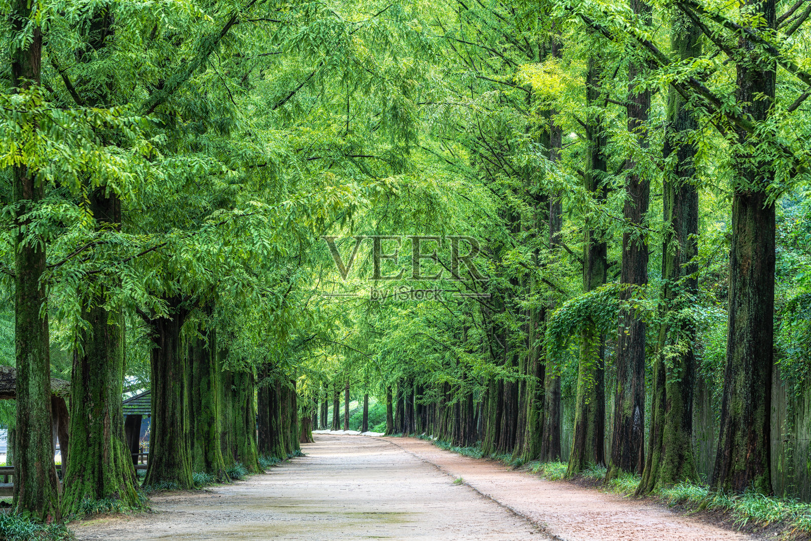 潭阳水杉路照片摄影图片