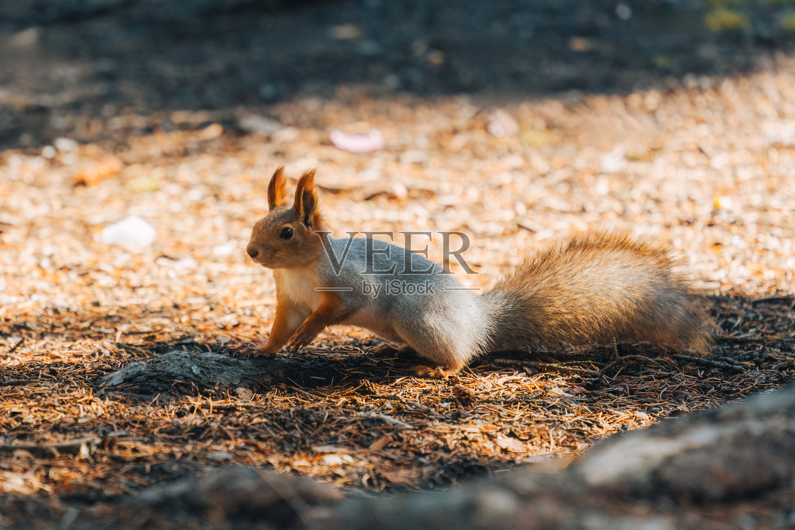可爱的红松鼠，毛茸茸的，生活在秋天的森林里照片摄影图片