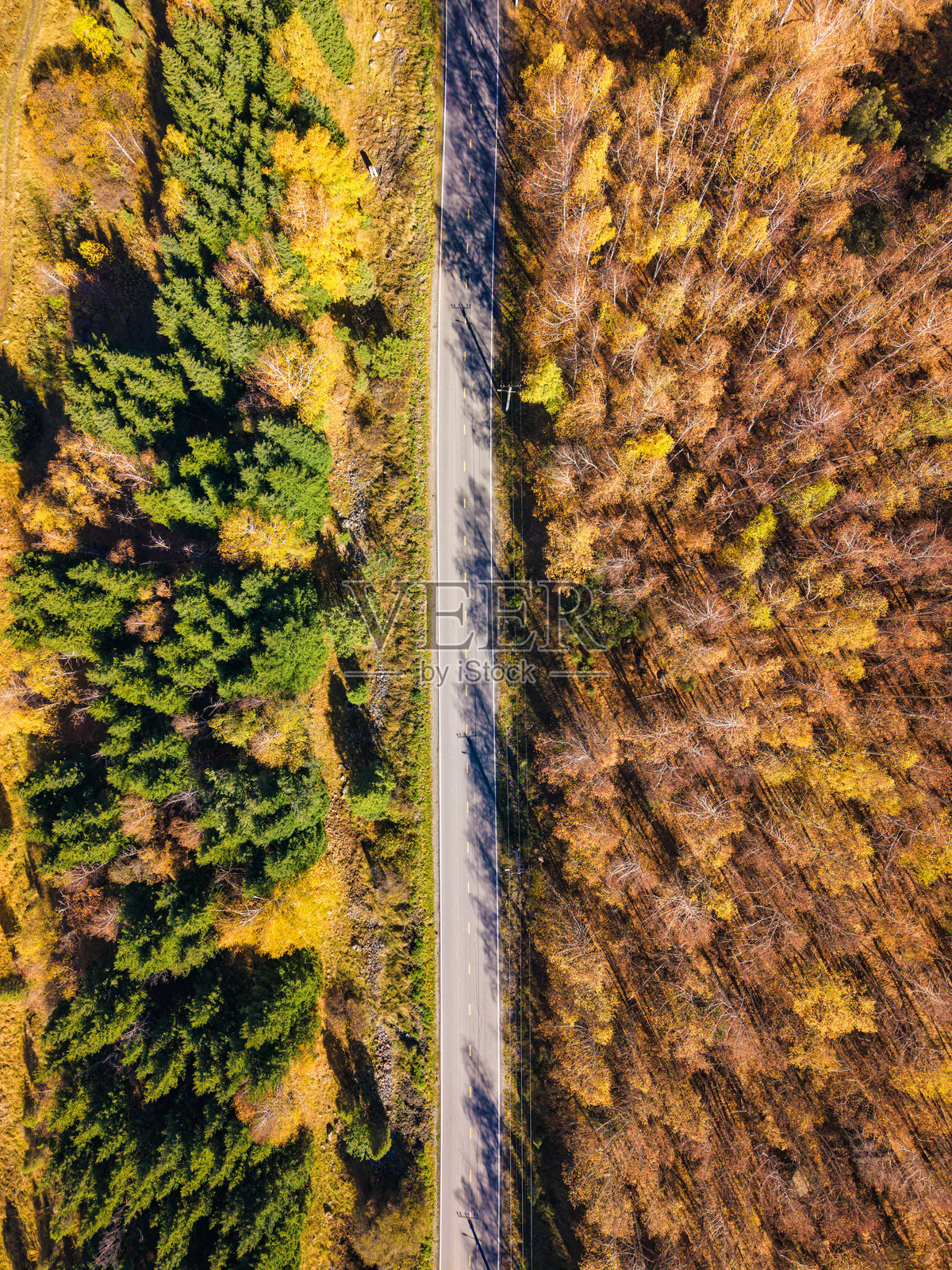 秋季，一条乡村公路穿过常绿松树和金黄的树木。照片摄影图片