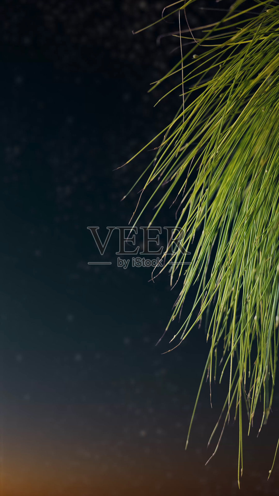 夜空中的星星，圣诞夜全景照片摄影图片