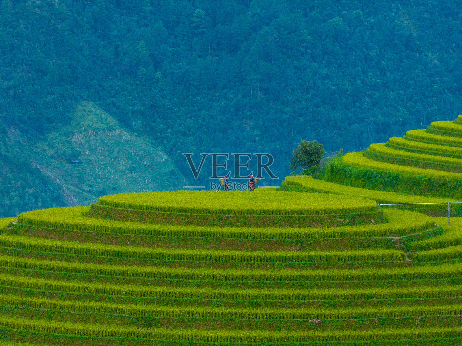 越南北部穆江寨镇苗族女孩在金色梯田上的航拍景象。位于安沛省，丰收季节美丽的梯田稻田。照片摄影图片