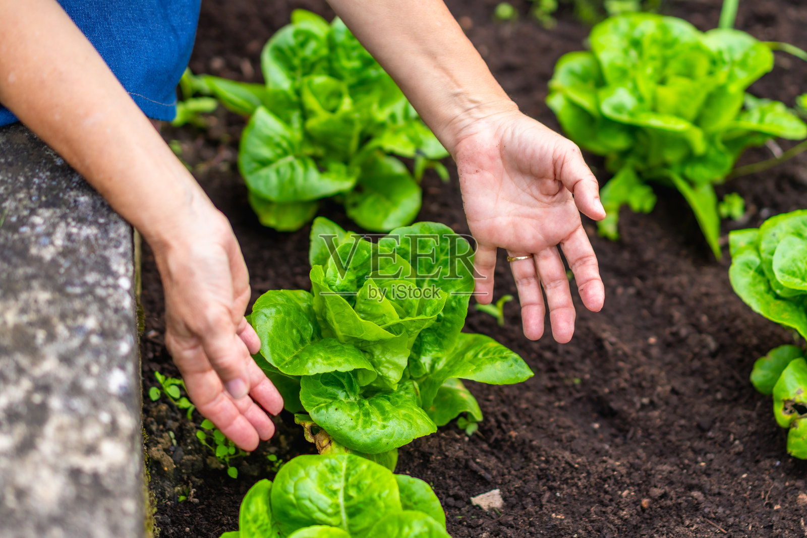 双手在花园的土壤中照料着新鲜生菜的生长照片摄影图片