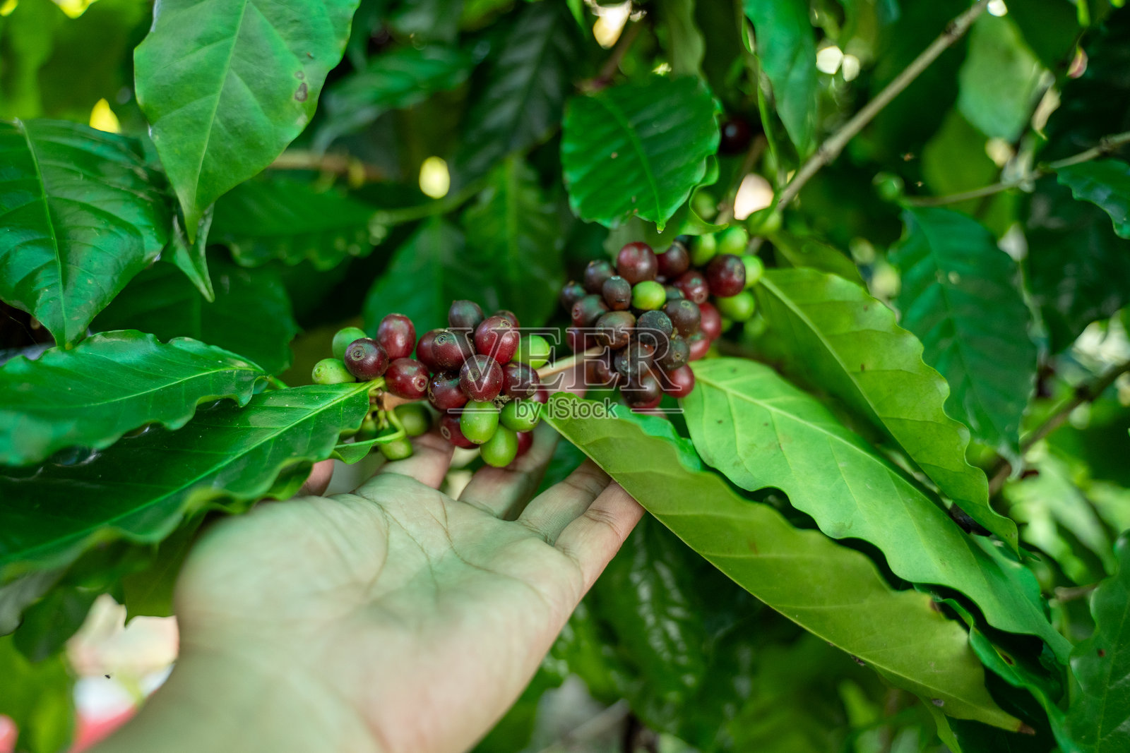 农民在咖啡种植园中采摘成熟的红绿色咖啡樱桃，这是咖啡生产的收获过程，发生在有机和热带环境中，体现了人与自然的和谐。照片摄影图片