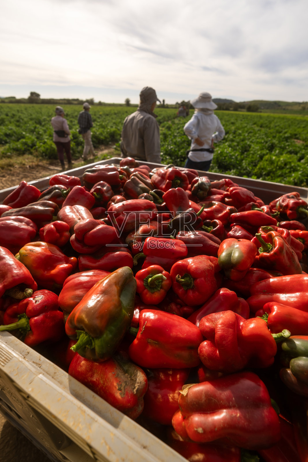 工人在田间采摘红甜椒照片摄影图片