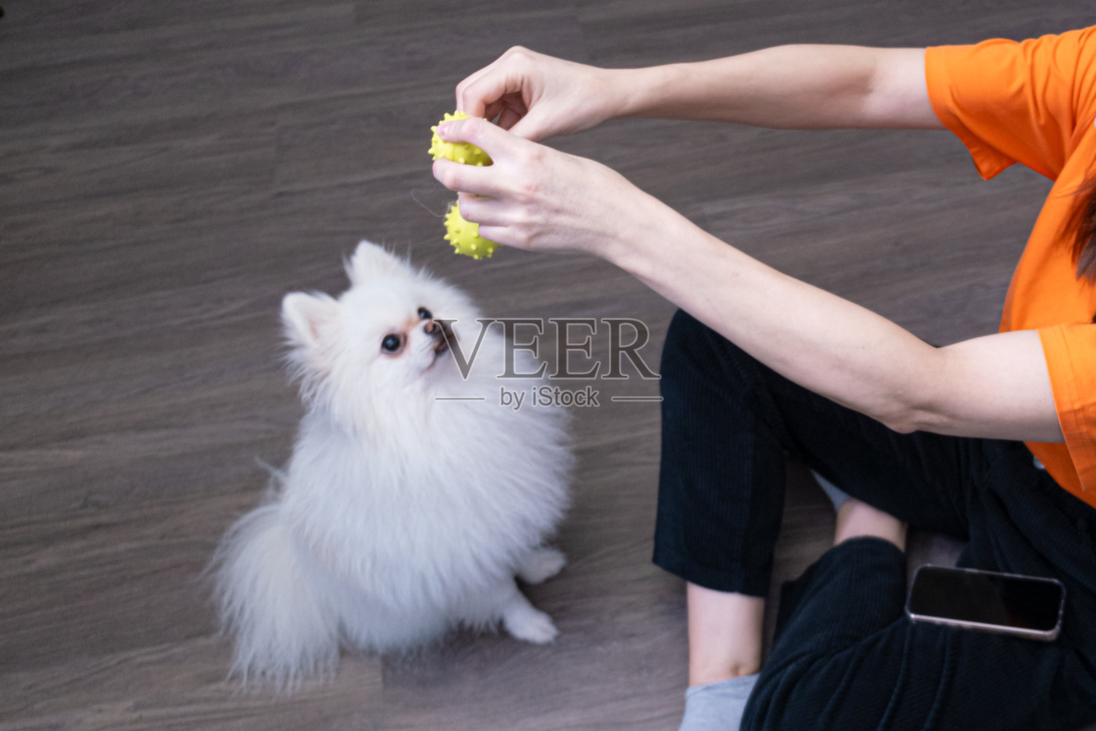 女子在地板上与她的白色蓬松博美犬玩耍照片摄影图片