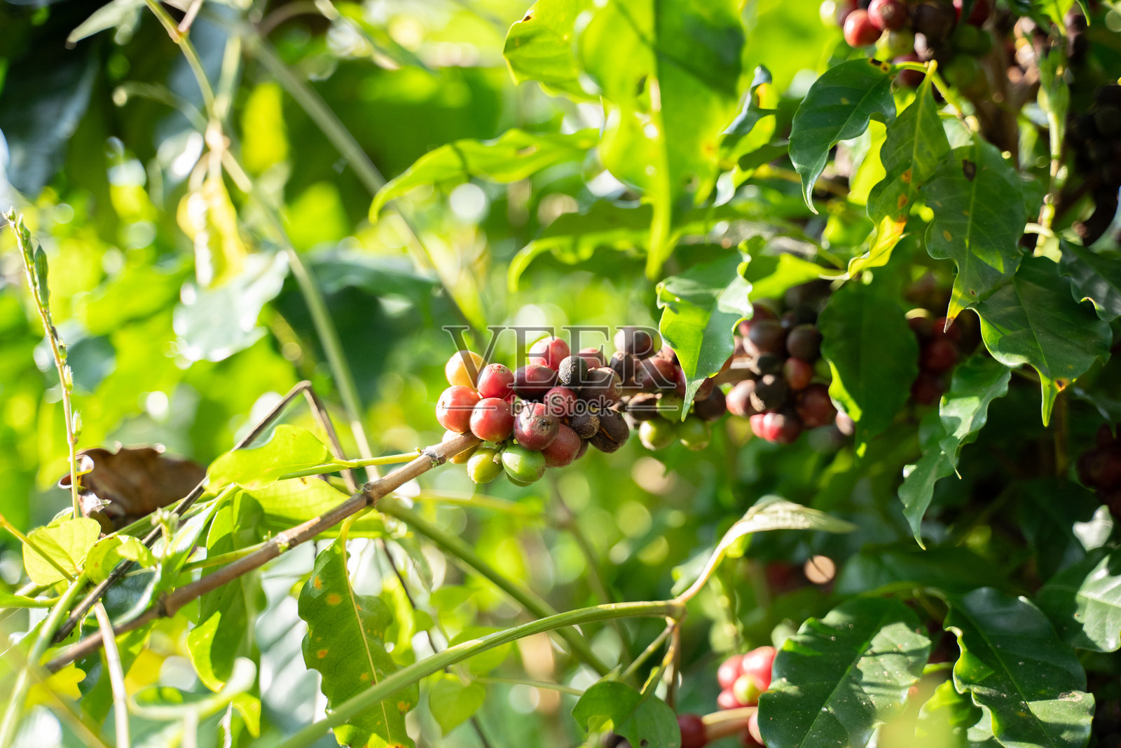 特写镜头：成熟的红色咖啡果实生长在枝头，周围是郁郁葱葱的绿叶和果实，象征着农业、有机种植和自然的清新。照片摄影图片