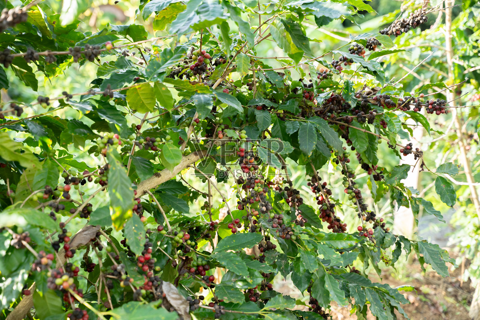 近距离拍摄，红熟的咖啡樱桃生长在枝头，周围是郁郁葱葱的绿叶和果实，象征着农业、有机种植和自然的清新。照片摄影图片