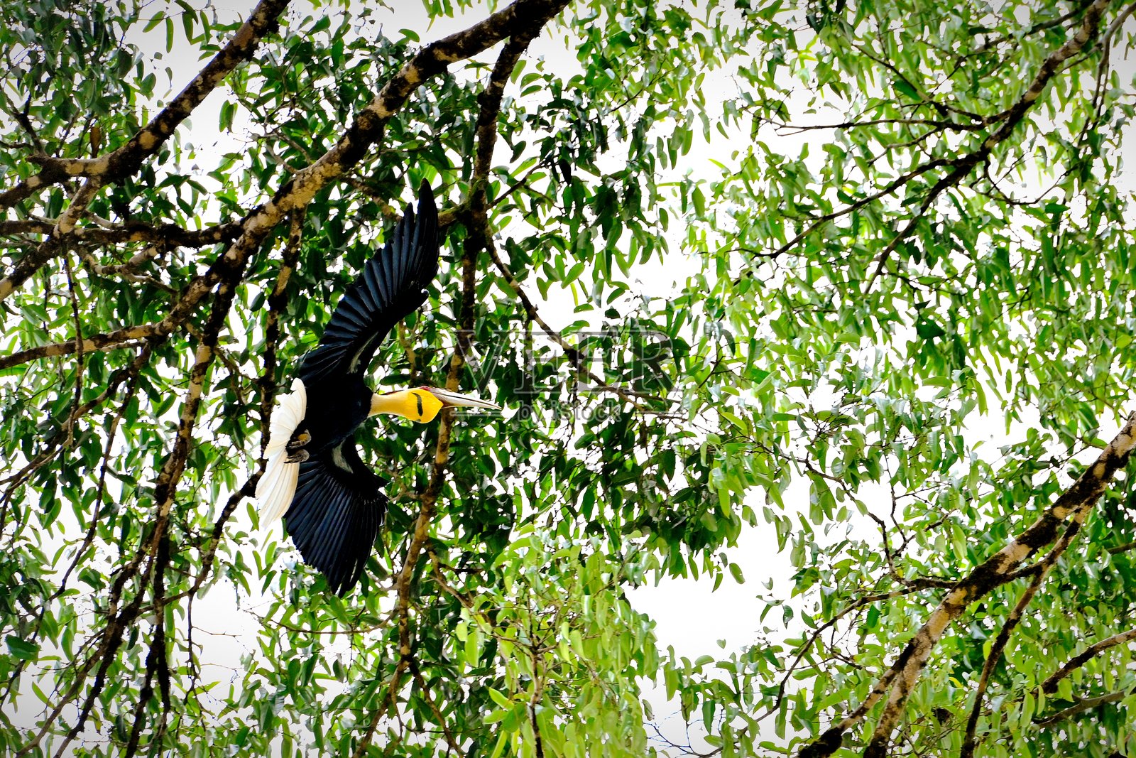 犀鸟，也称作鹎鴒照片摄影图片