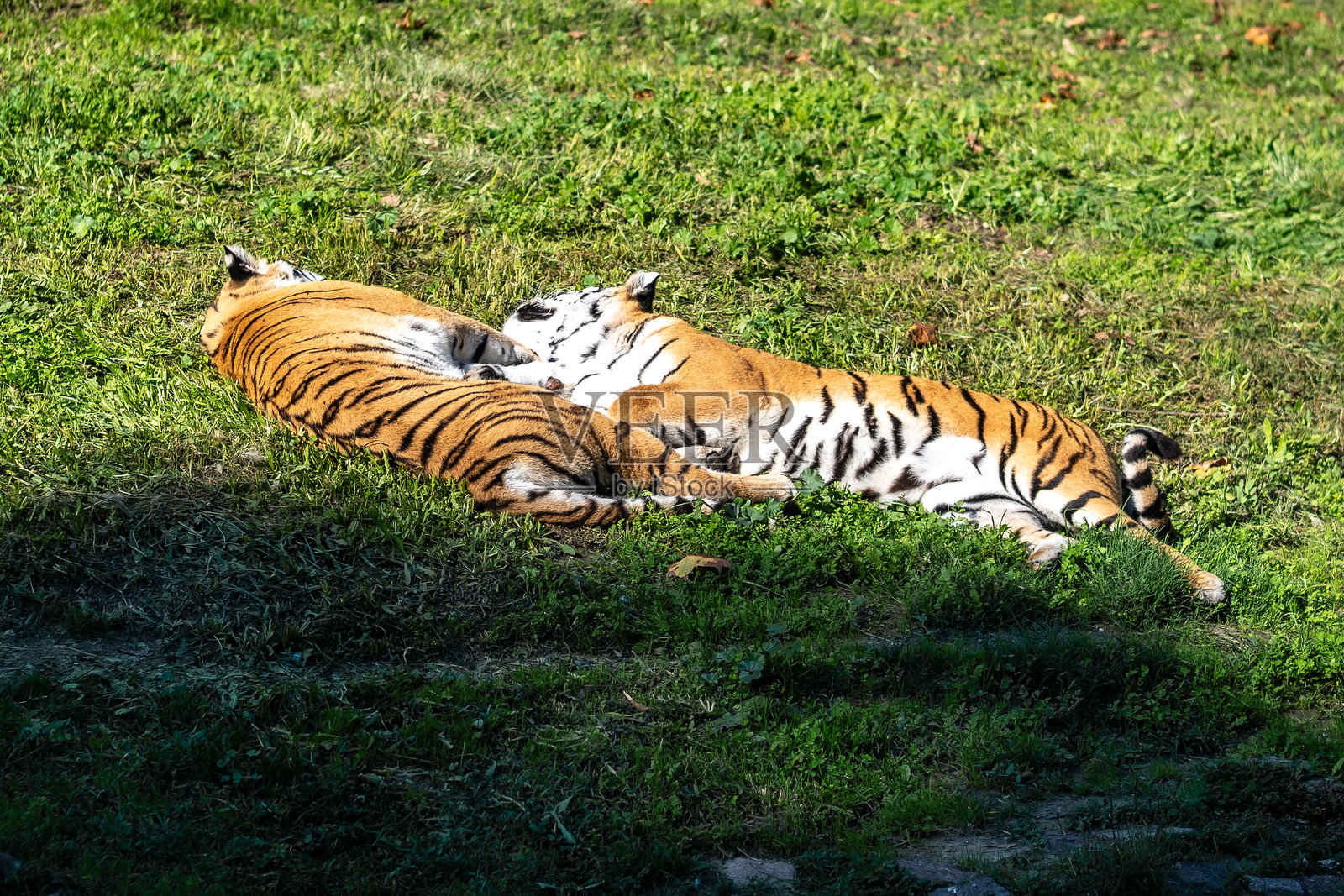 两只老虎在绿草地上悠闲地依偎在一起照片摄影图片