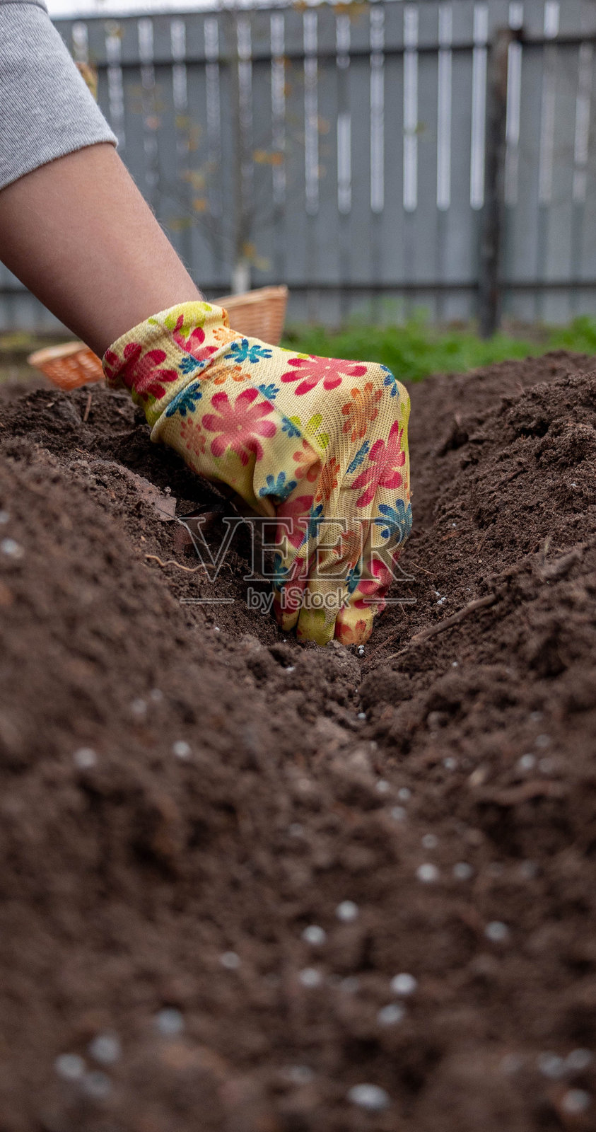 种植大蒜：戴着园艺手套的手将蒜瓣播种到准备好的菜园土壤中照片摄影图片