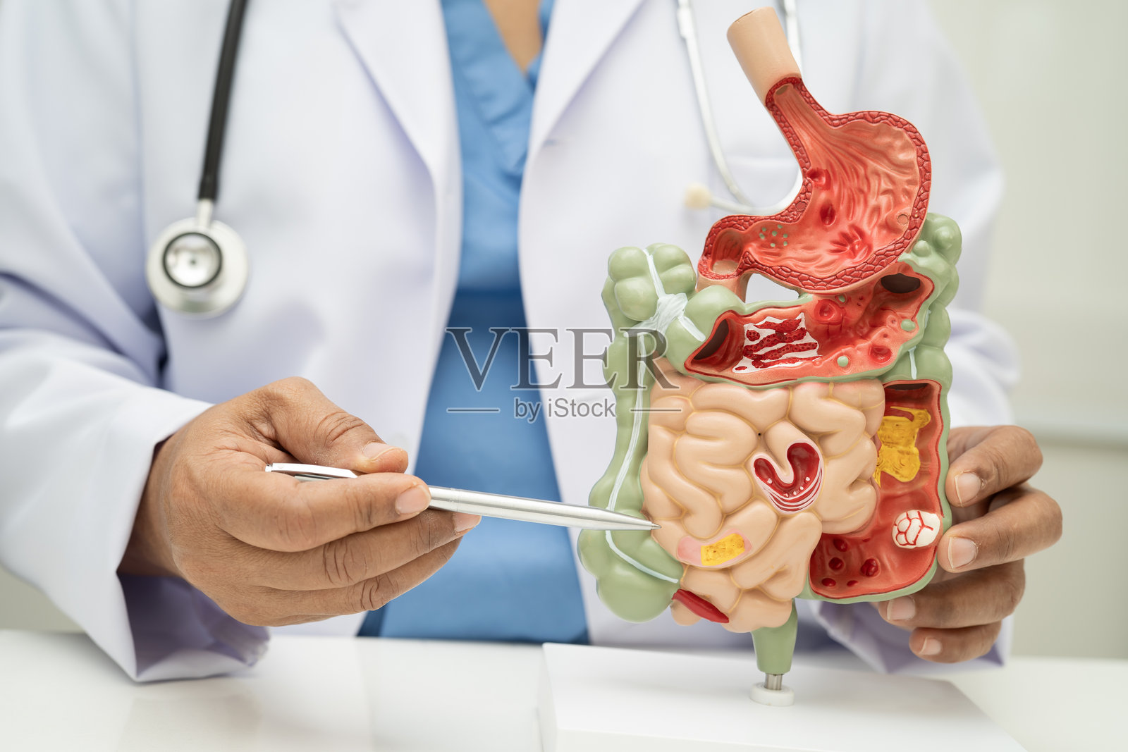 亚洲医生在医院手持人体解剖模型，展示胃肠道系统，用于研究、诊断和治疗。照片摄影图片