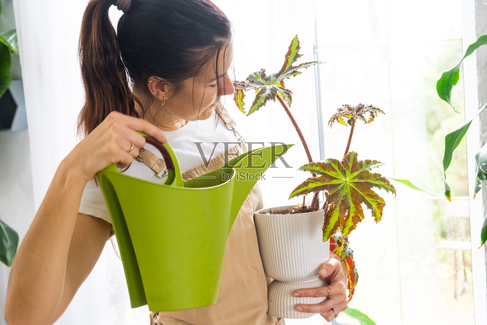 一位女士正在用洒水壶浇灌她收藏的稀有品种的室内植物，这些植物被悉心养在房子的架子上。家庭植物种植、绿色小屋、水分平衡照片摄影图片