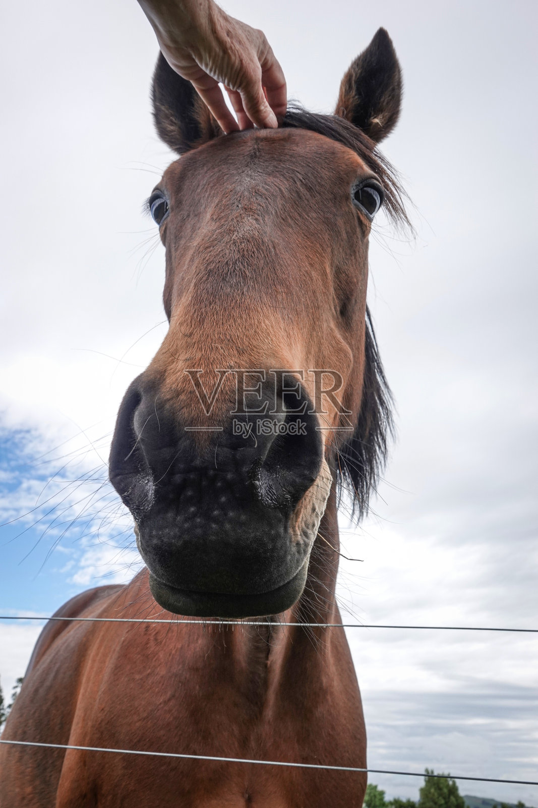 马脸照片摄影图片