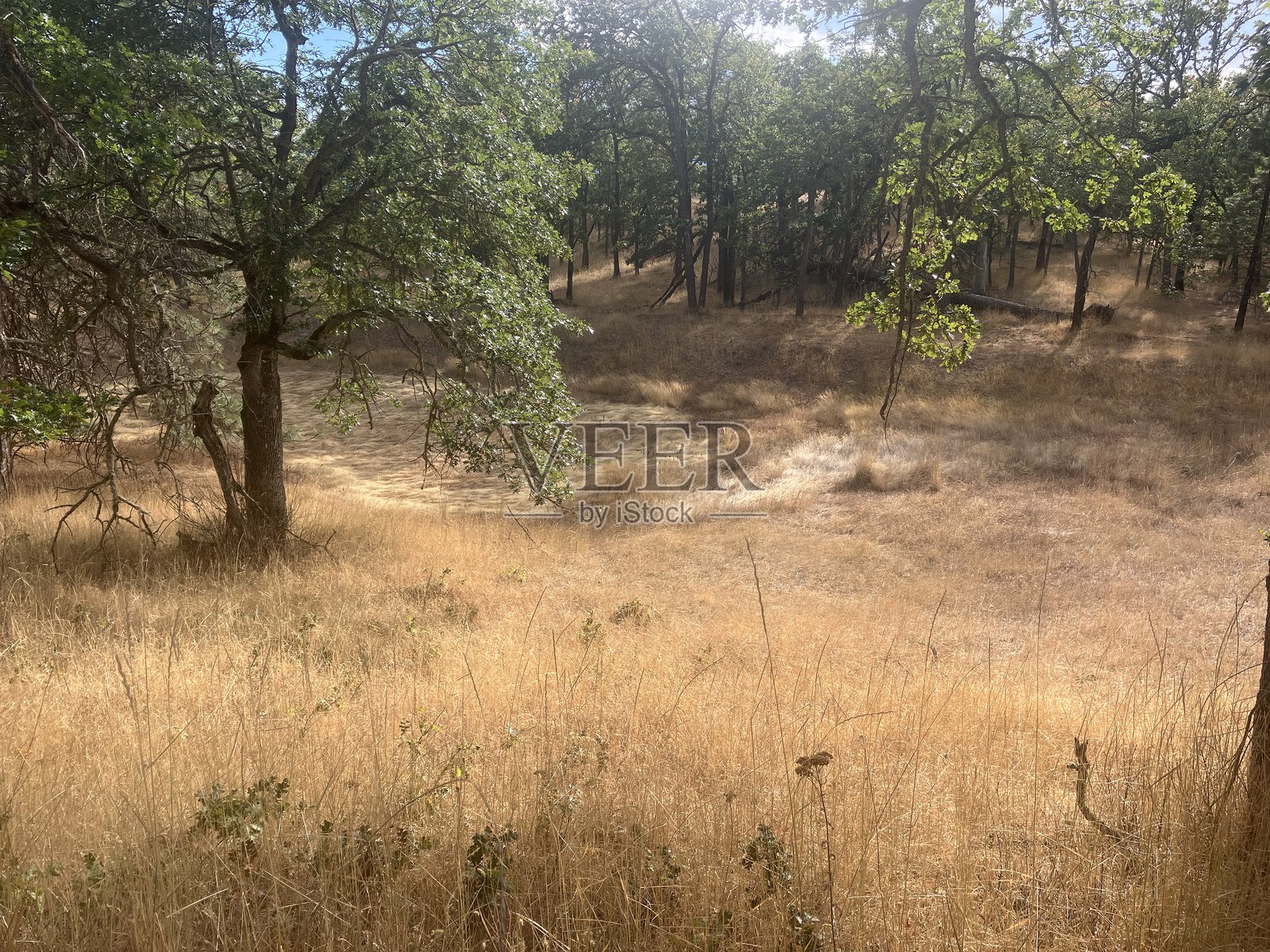 干草甸照片摄影图片