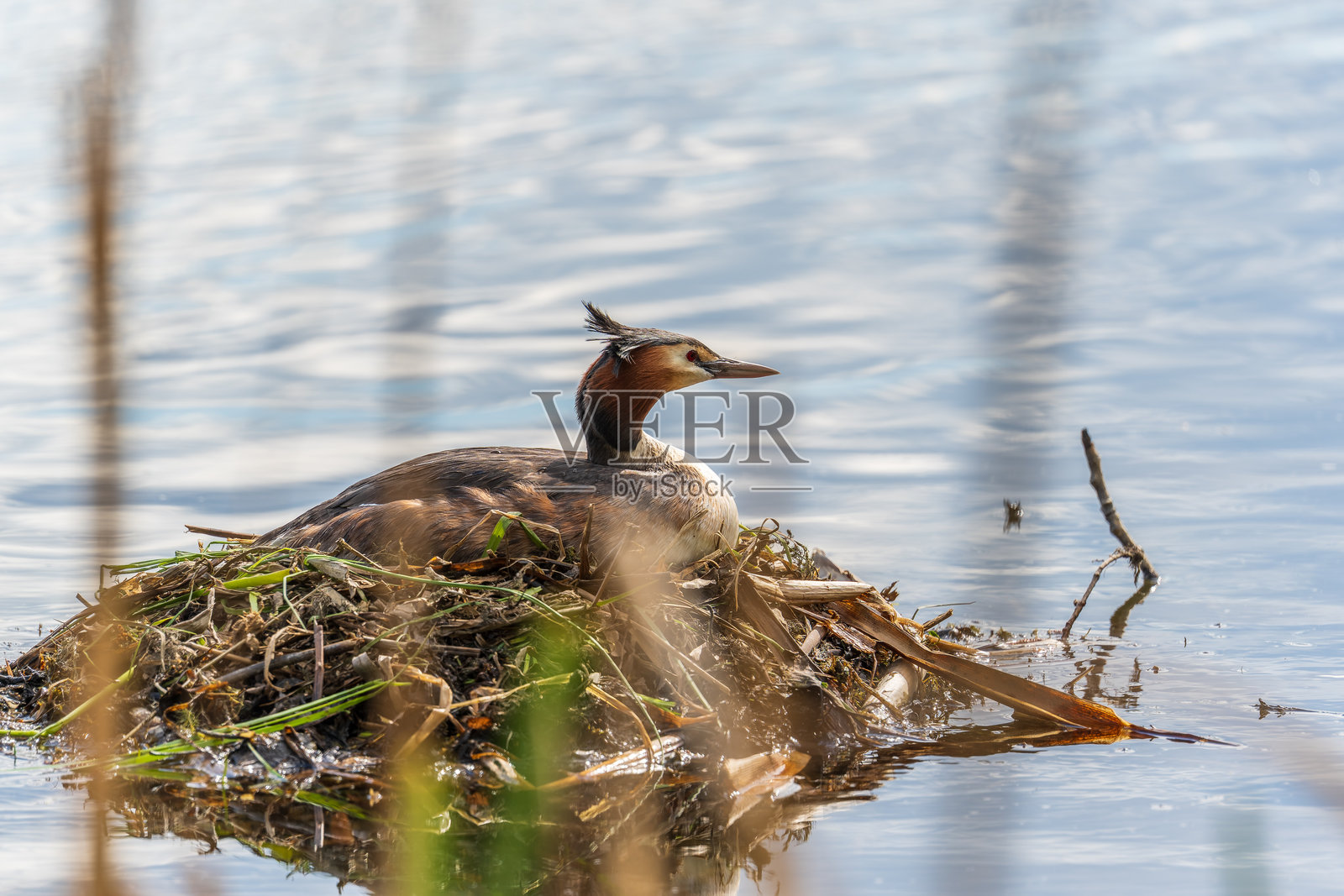 大冠鸊鷉，学名Podiceps cristatus，一只水鸟正坐在巢中，这是它在绿色湖泊上的筑巢时期。照片摄影图片