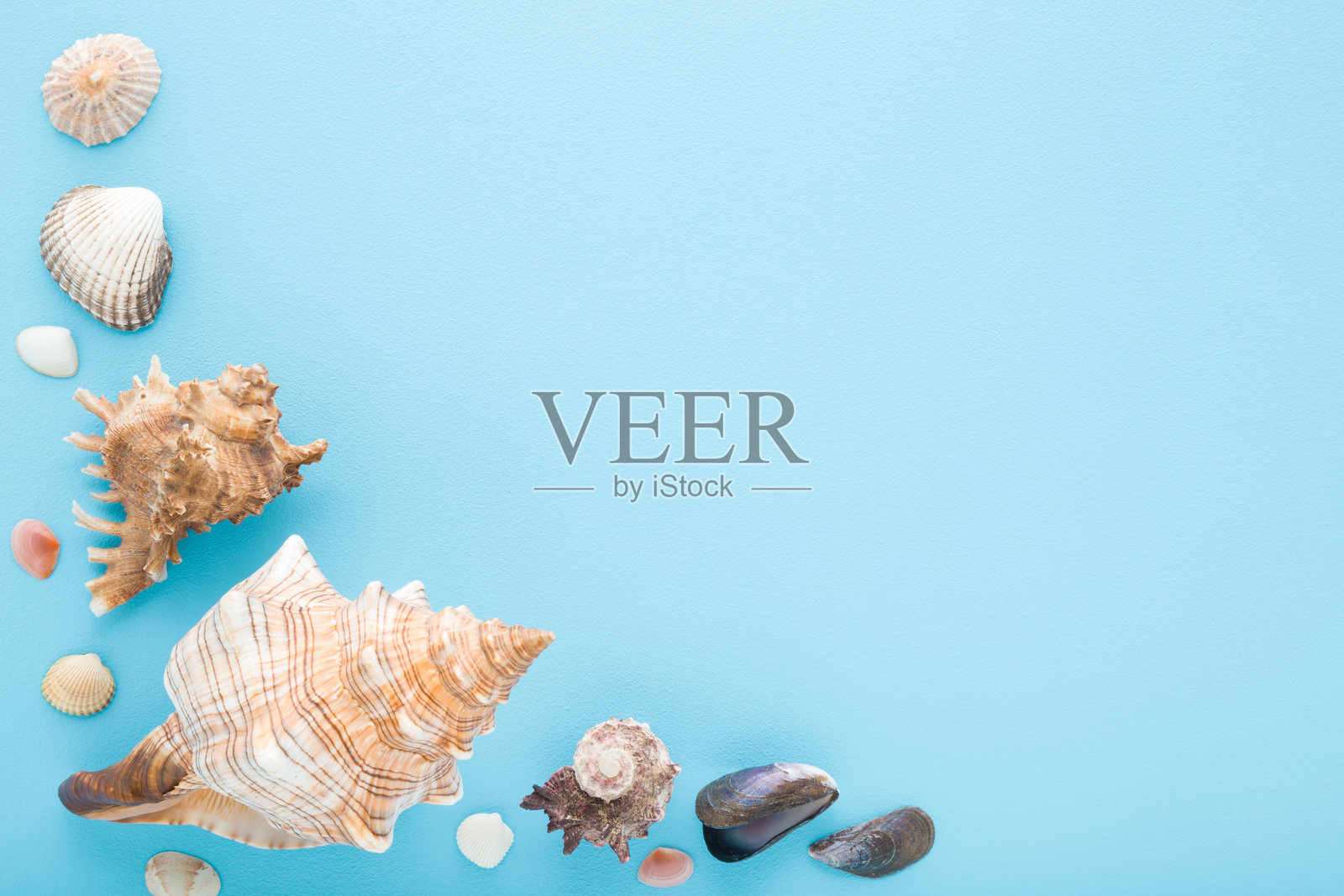 浅蓝色桌面背景上各种漂亮的贝壳。柔和的色彩。特写。留有空白文字区域。俯视角度。照片摄影图片