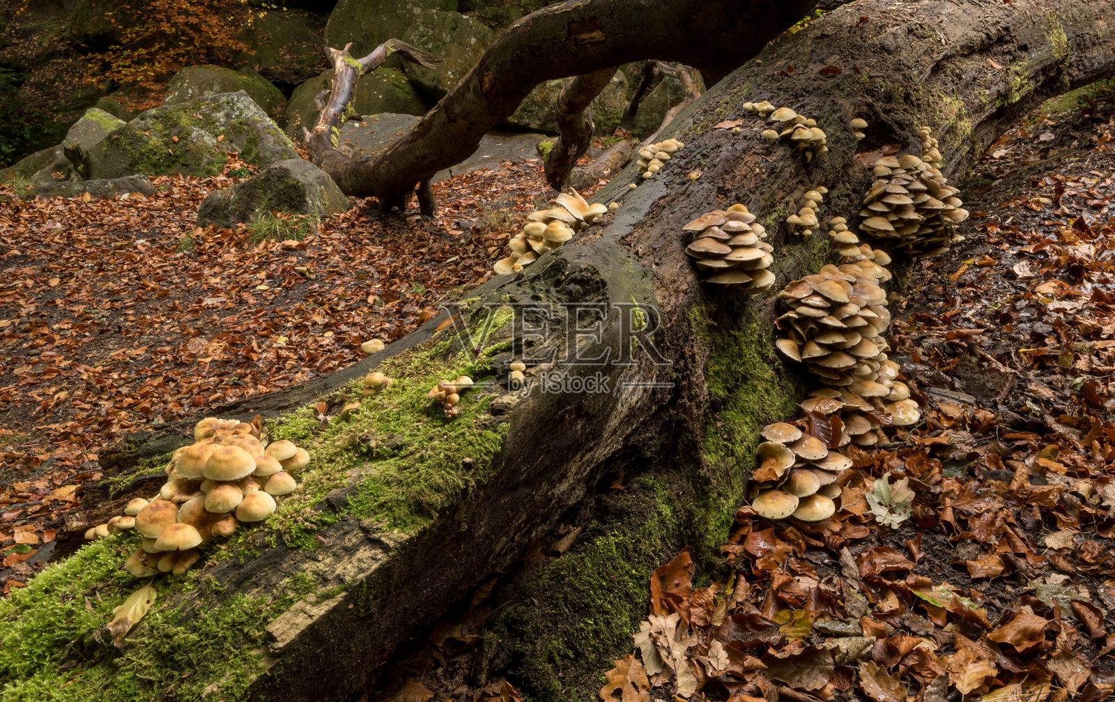 老树桩上生长的硫磺伞蘑菇照片摄影图片