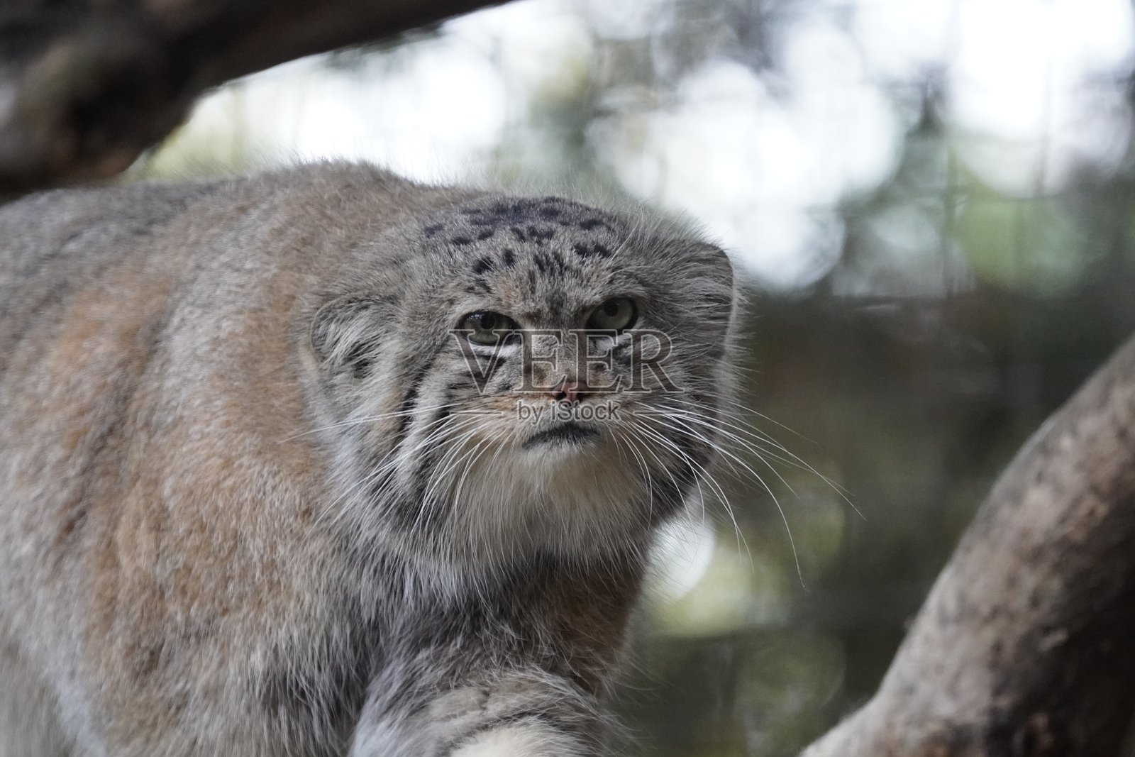 帕拉斯猫照片摄影图片