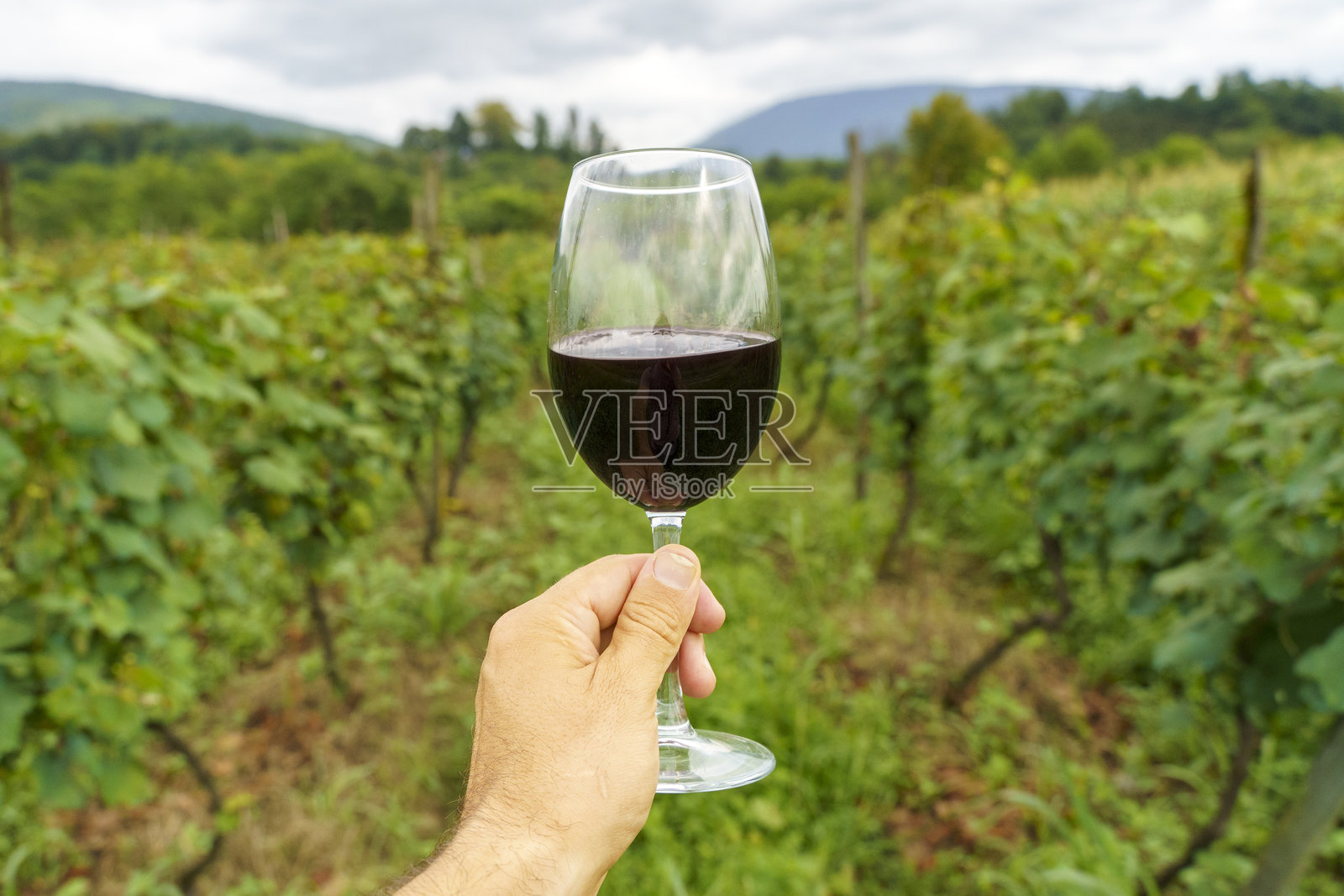 夏日葡萄园里，一只手握着红酒杯照片摄影图片