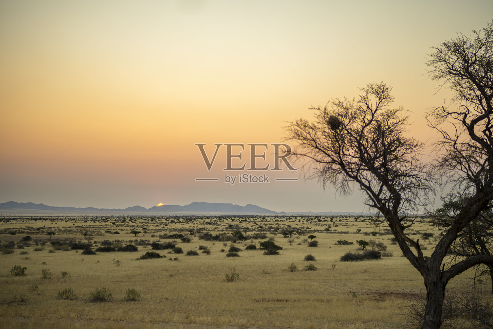 纳米比亚稀树草原上的金色日落，地平线上散布着零星的树木照片摄影图片