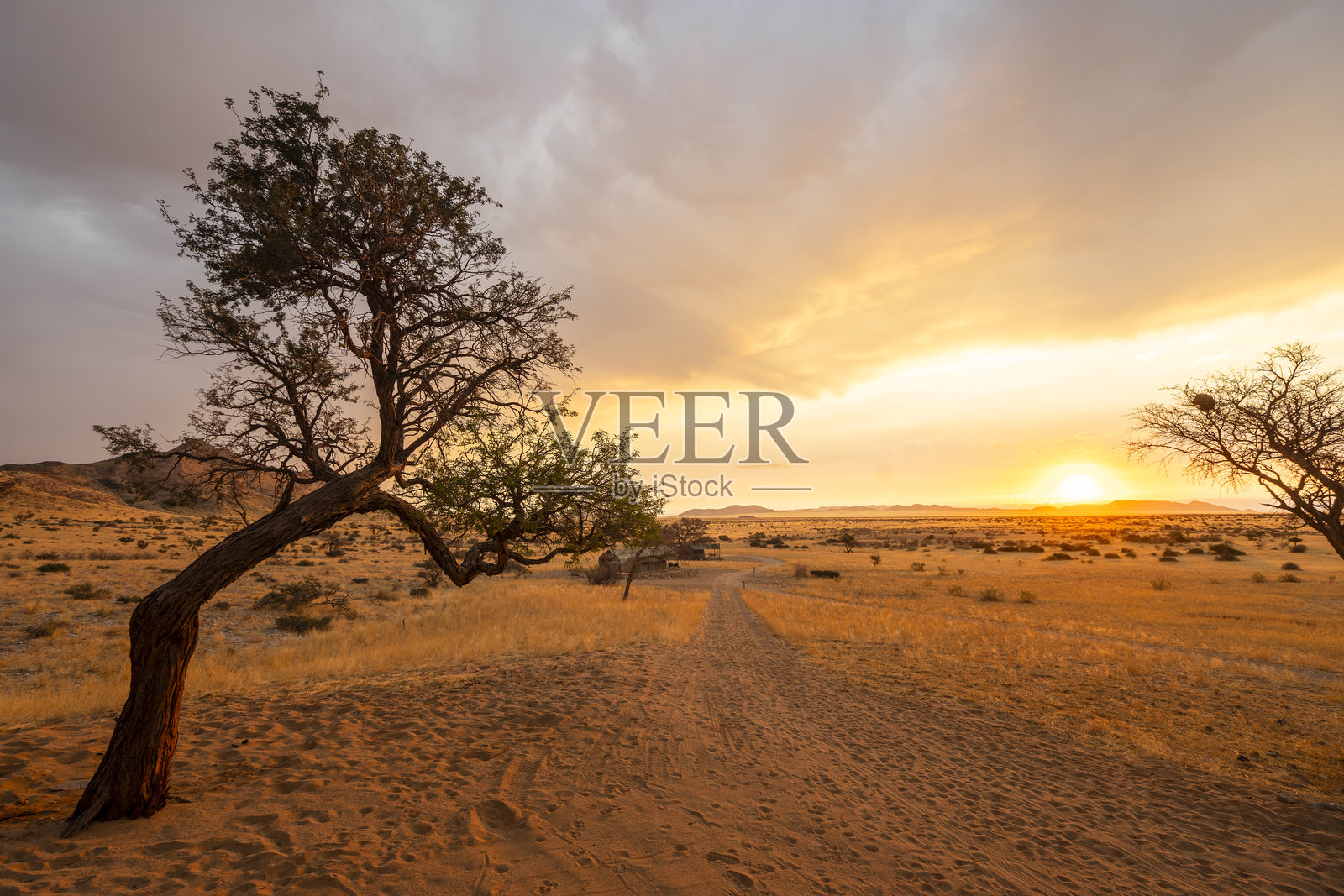 纳米比亚草原上的金色日落，地平线上散落着几棵树照片摄影图片