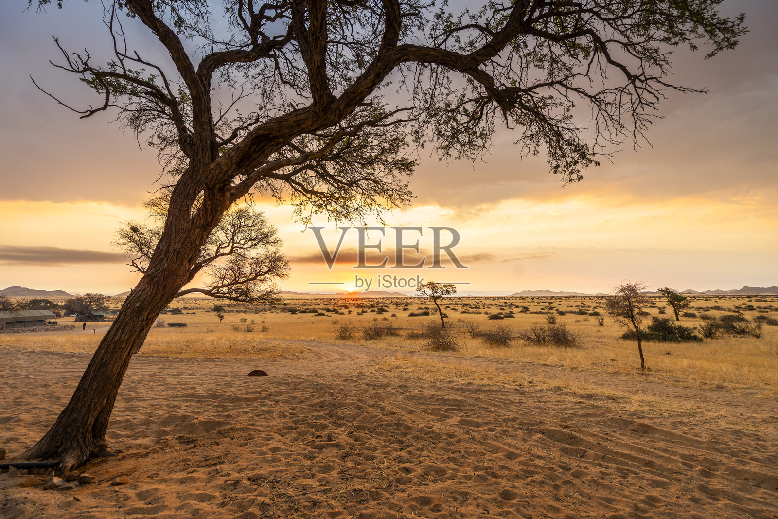 纳米比亚稀可树木的金色日落景象照片摄影图片