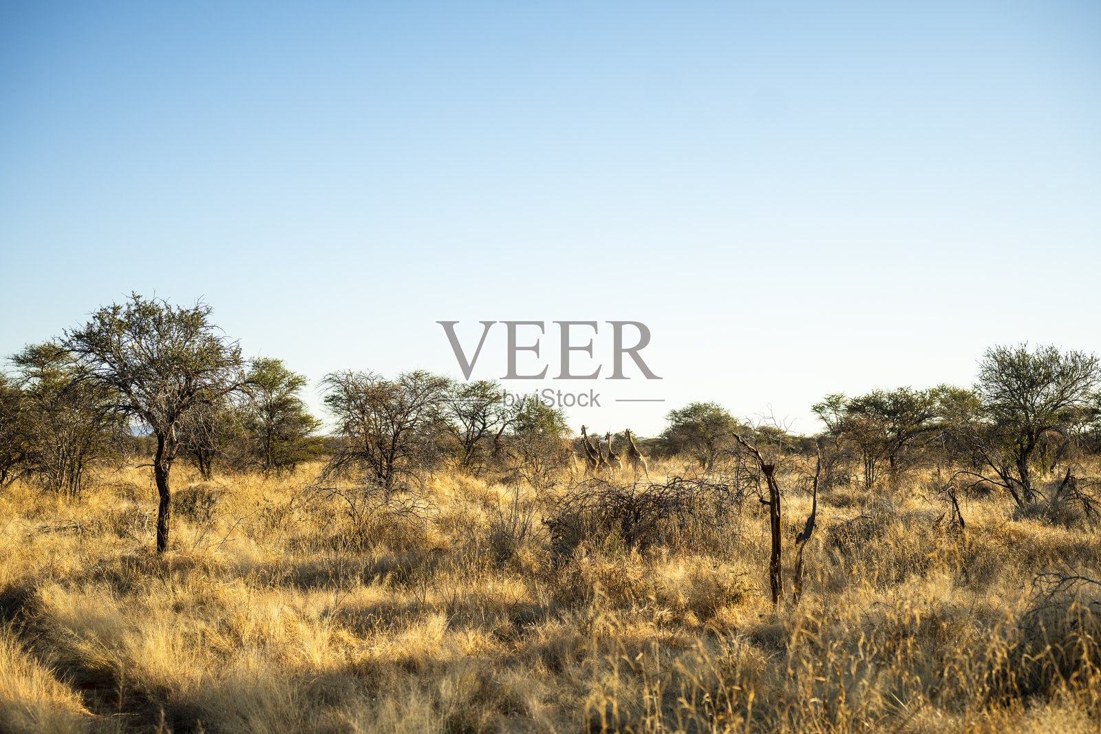 一只孤独的长颈鹿在纳米比亚明亮的稀树草原上，在湛蓝的天空下行走照片摄影图片