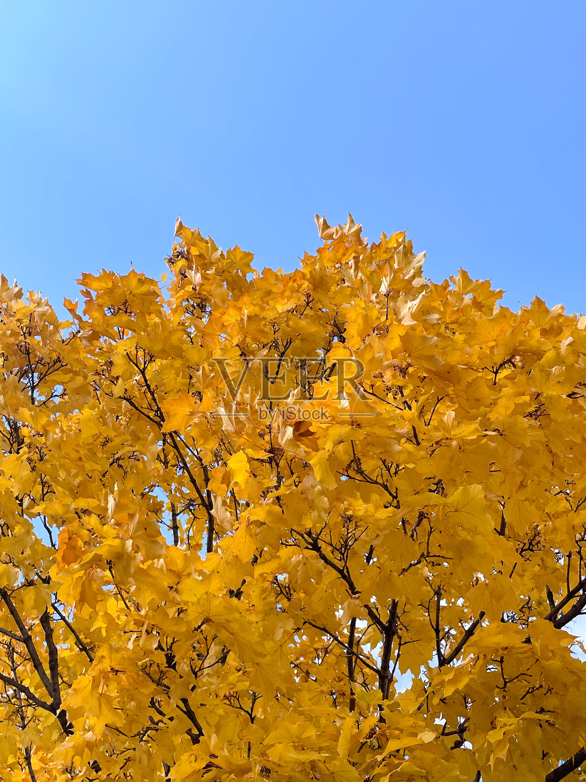 蓝天下的黄枫叶照片摄影图片