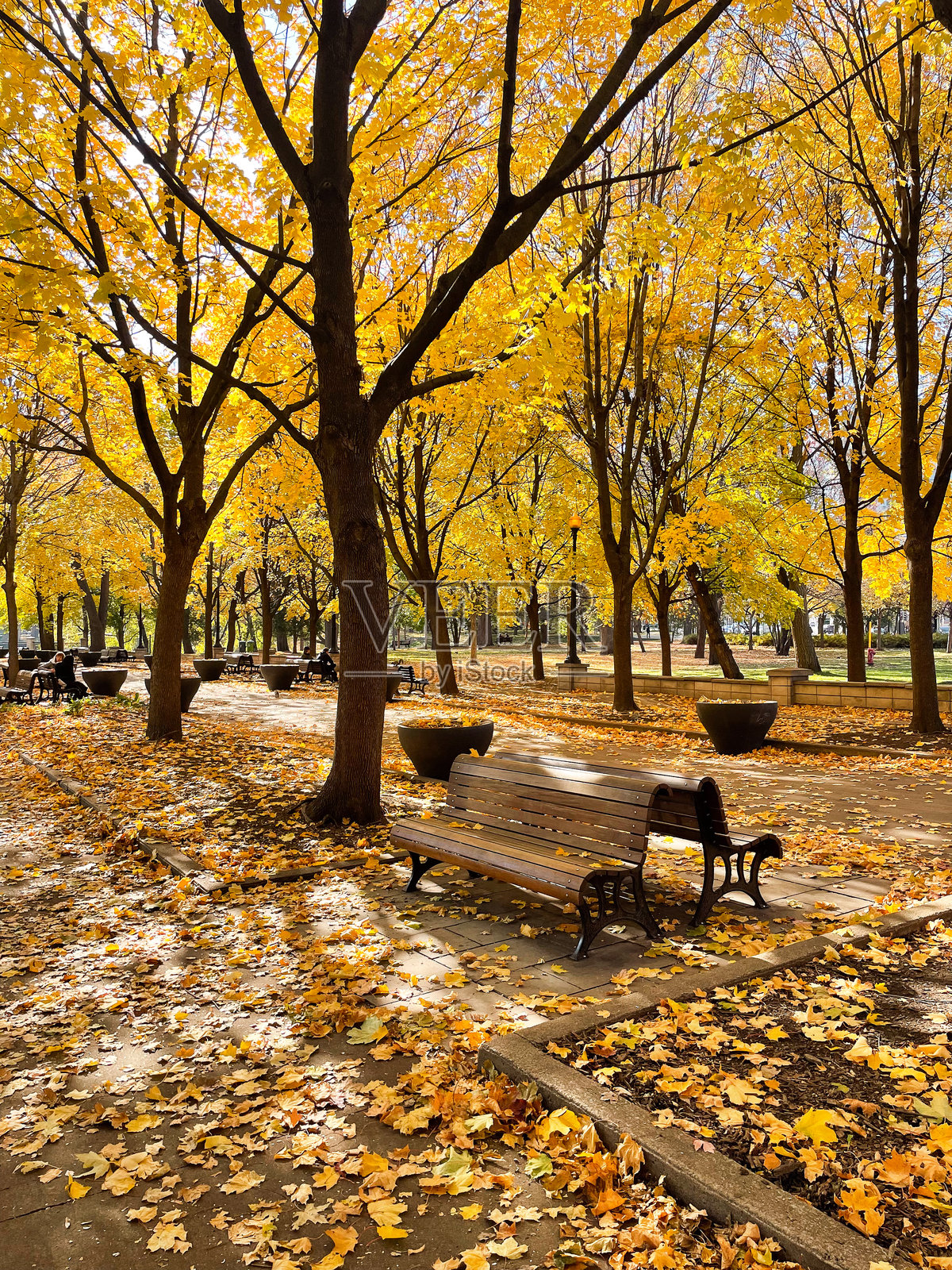蒙特利尔黄叶树冠下的木制长椅照片摄影图片