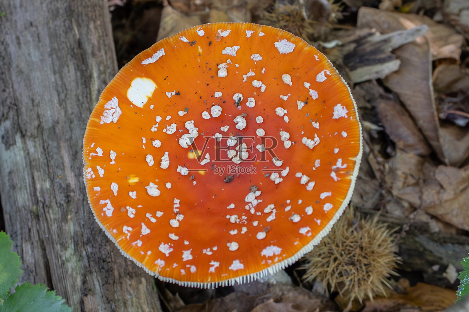 森林里的毒蝇伞（一种蘑菇）照片摄影图片